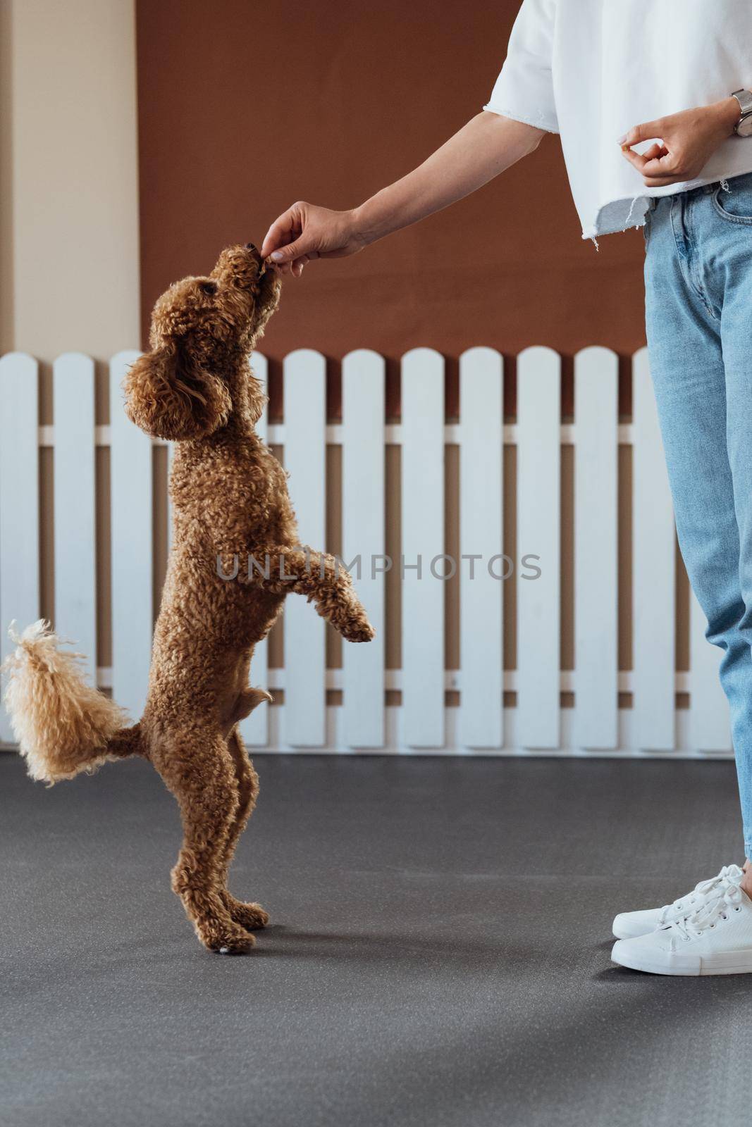Brown Poodle training in pet house with dog trainer