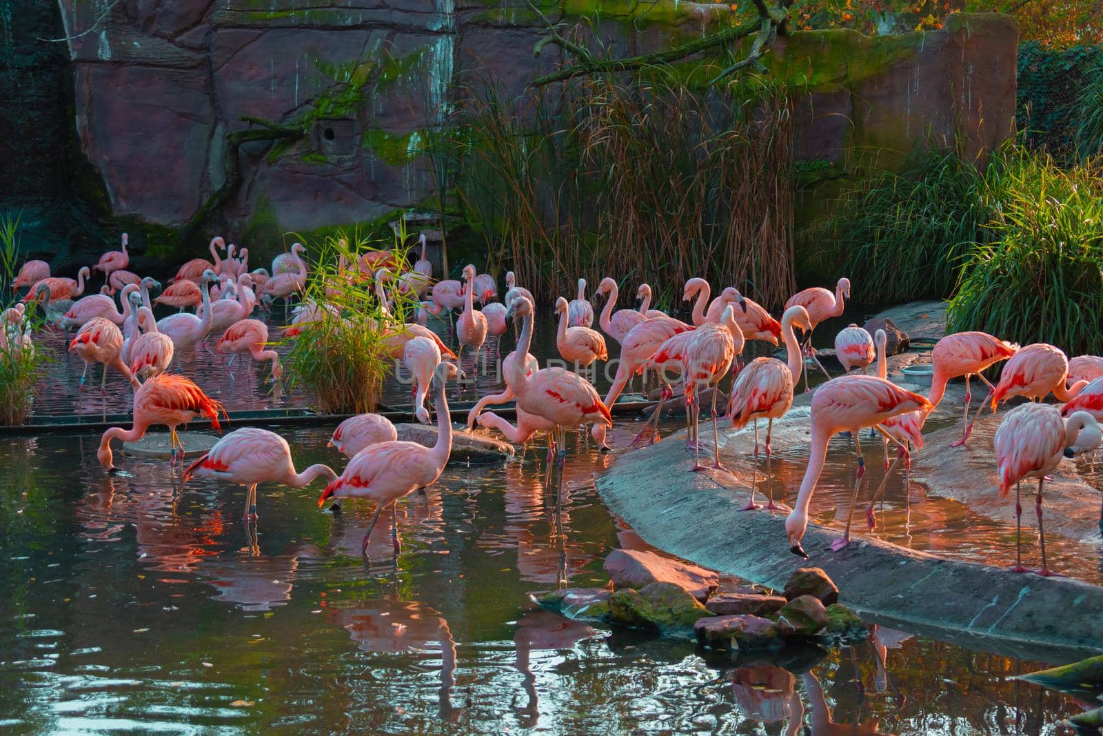 Pink Flamingos In The Water - Within Zoo. High quality photo
