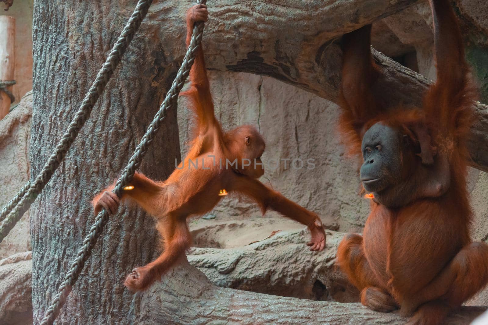 Baby Orangutan And Her Parent Playing Together by banate