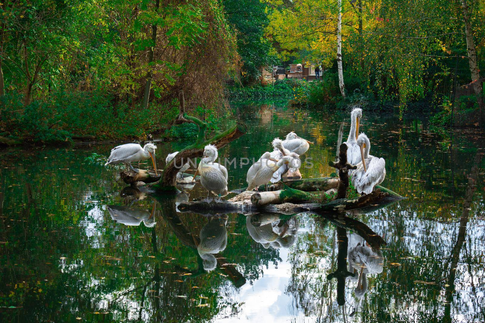 Pelicans Are Resting On A Tree Branch In The Water by banate