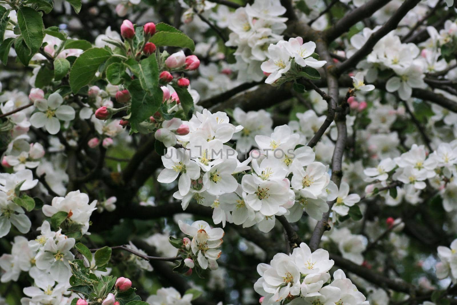 Fruit tree flowers in spring. Branches of blossoming apple tree.