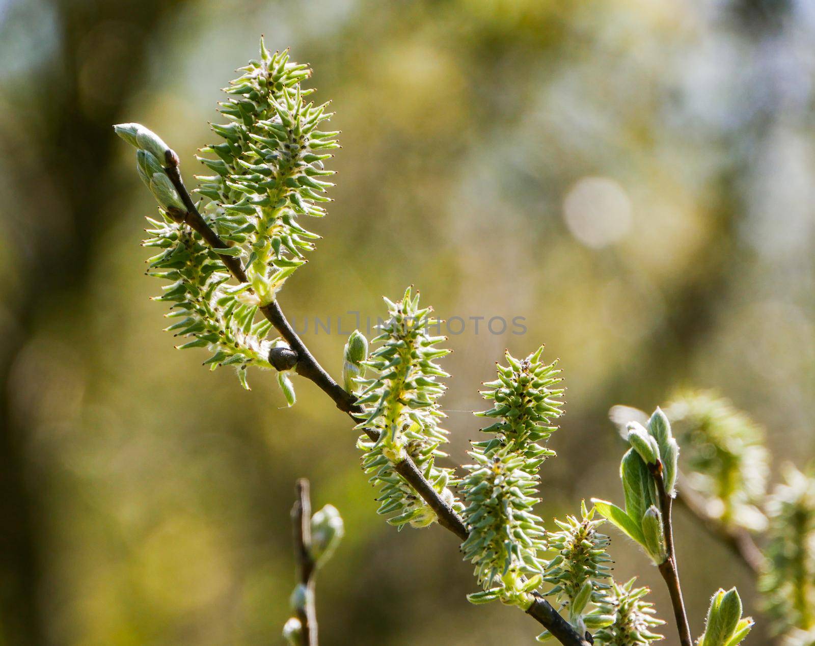 Blooming willow twig with buds close-up. by gelog67