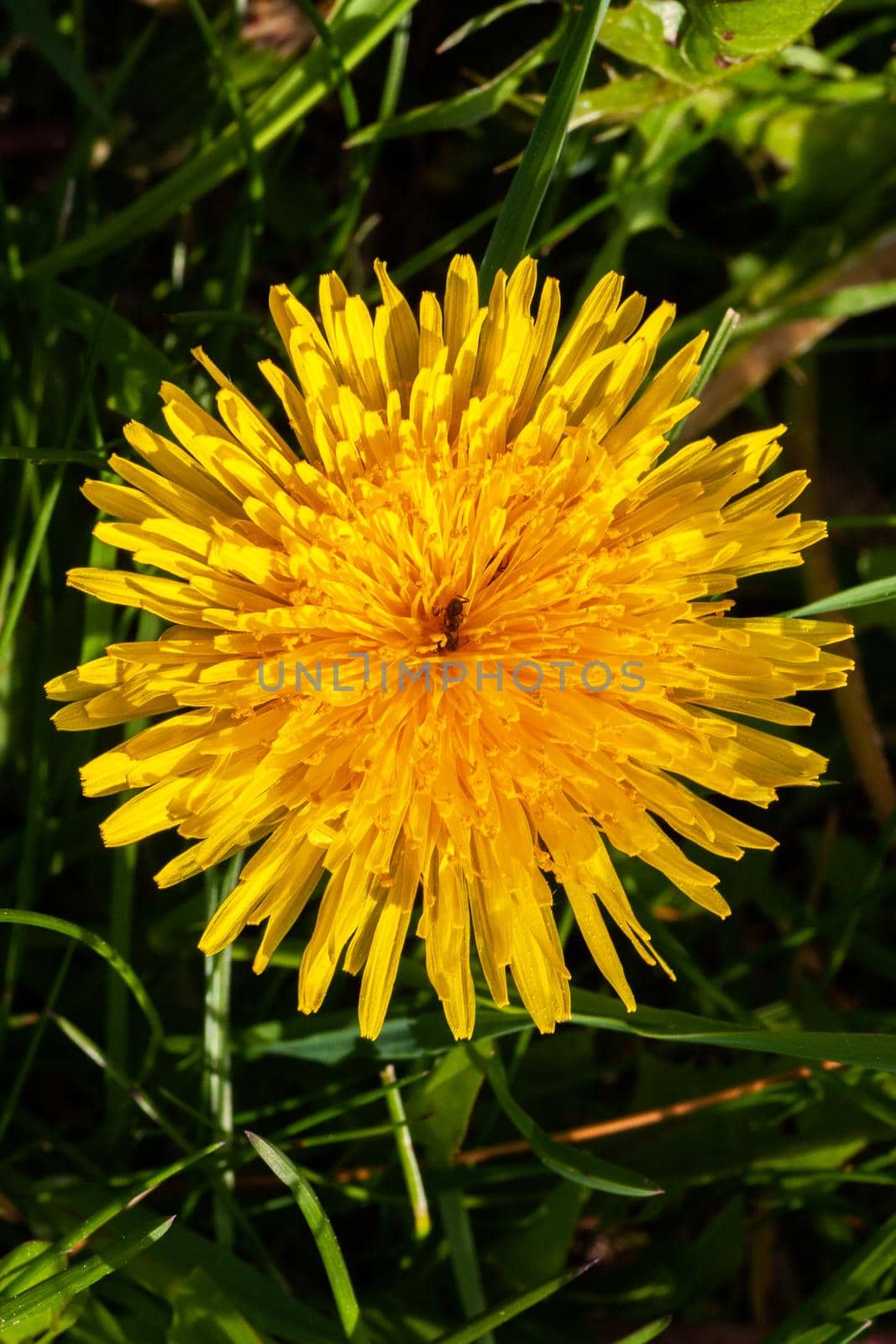 Top view of yellow dandelion on background of grass. by gelog67