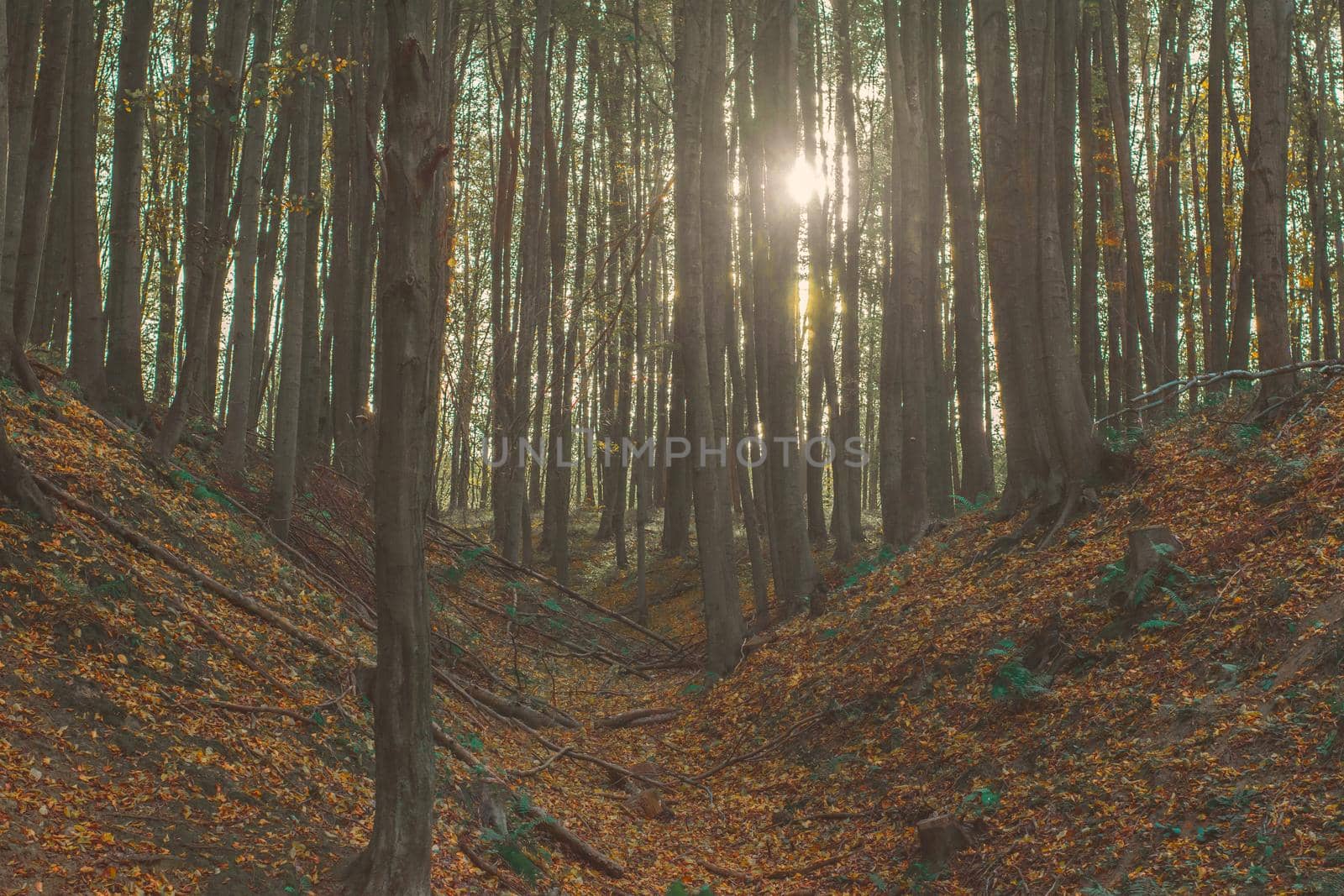 Autumn Forest Scenery With Illuminated Sun Lights by banate