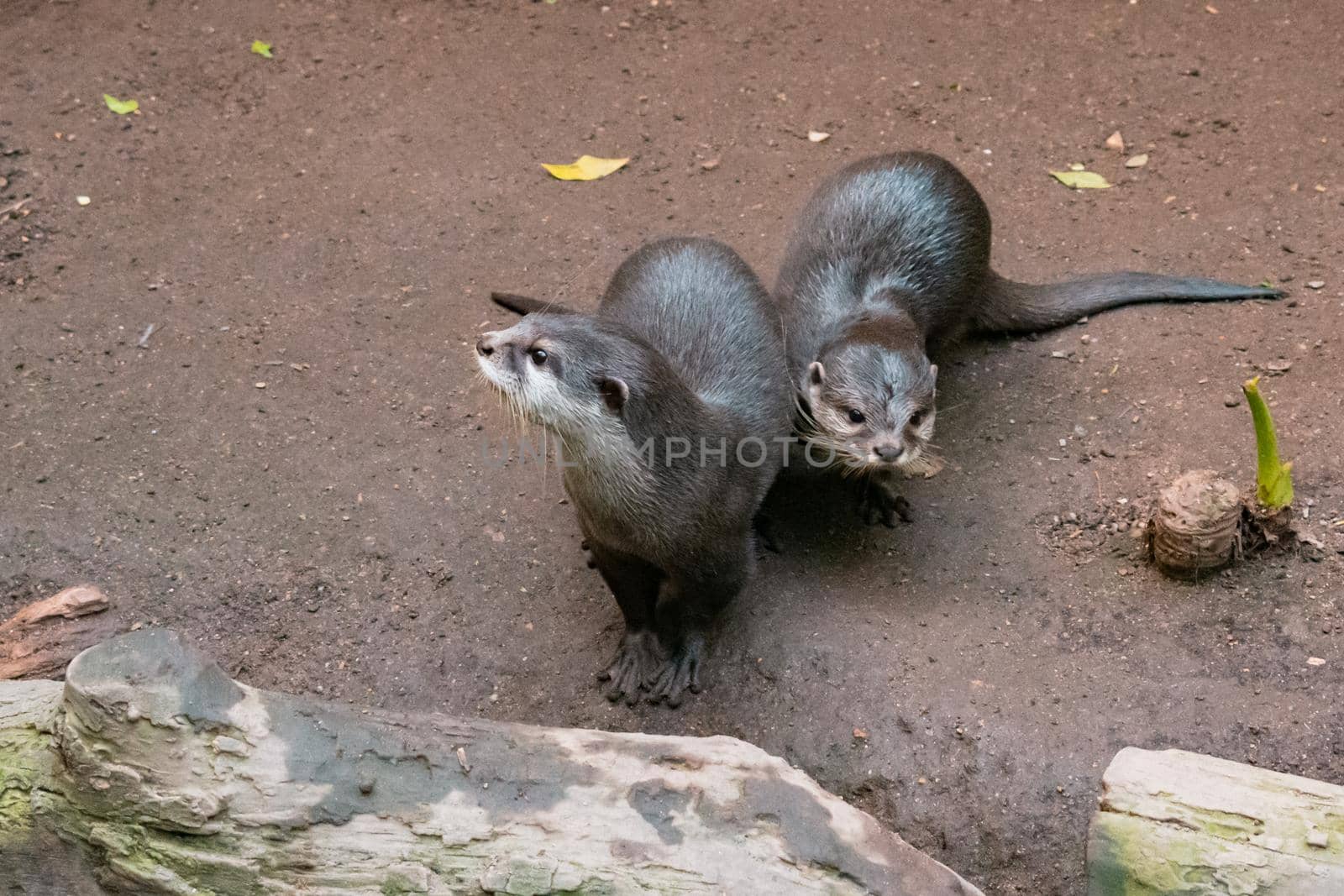 A Pair Of River Otters - Sand Background by banate