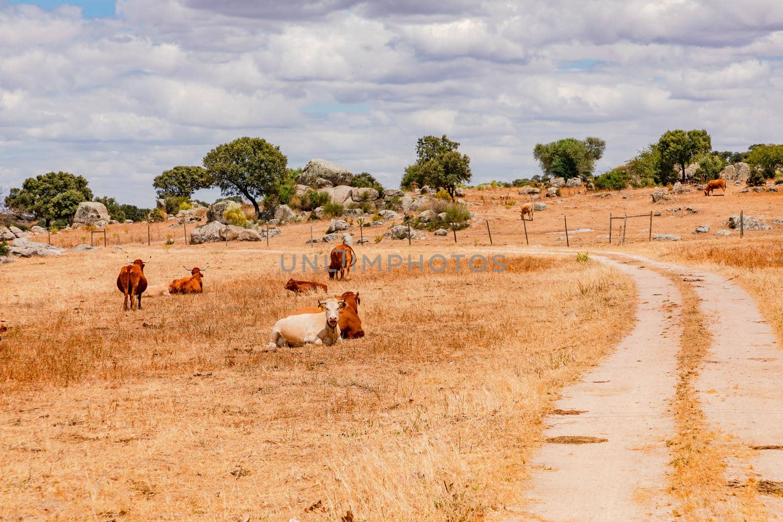 Cattle in on a withered pasture in the Portuguese Southeast, Alentejo, Portugal