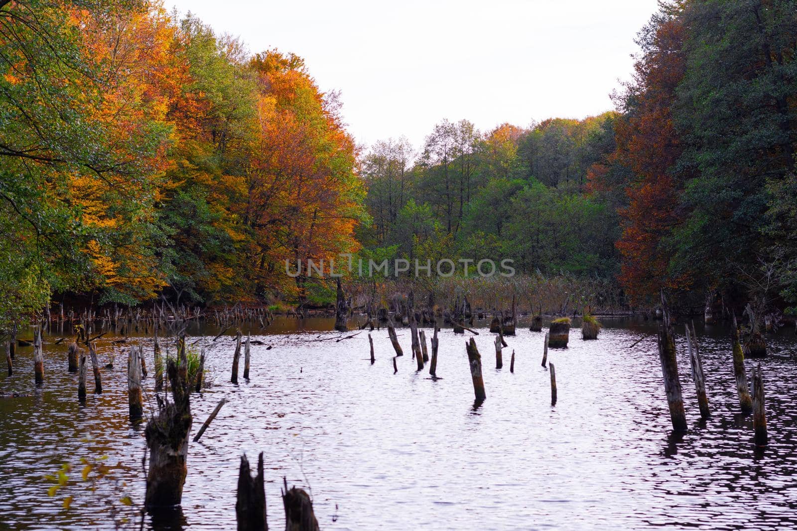 Killer Lake In Hungary - Colorful Trees In a Background. High quality photo