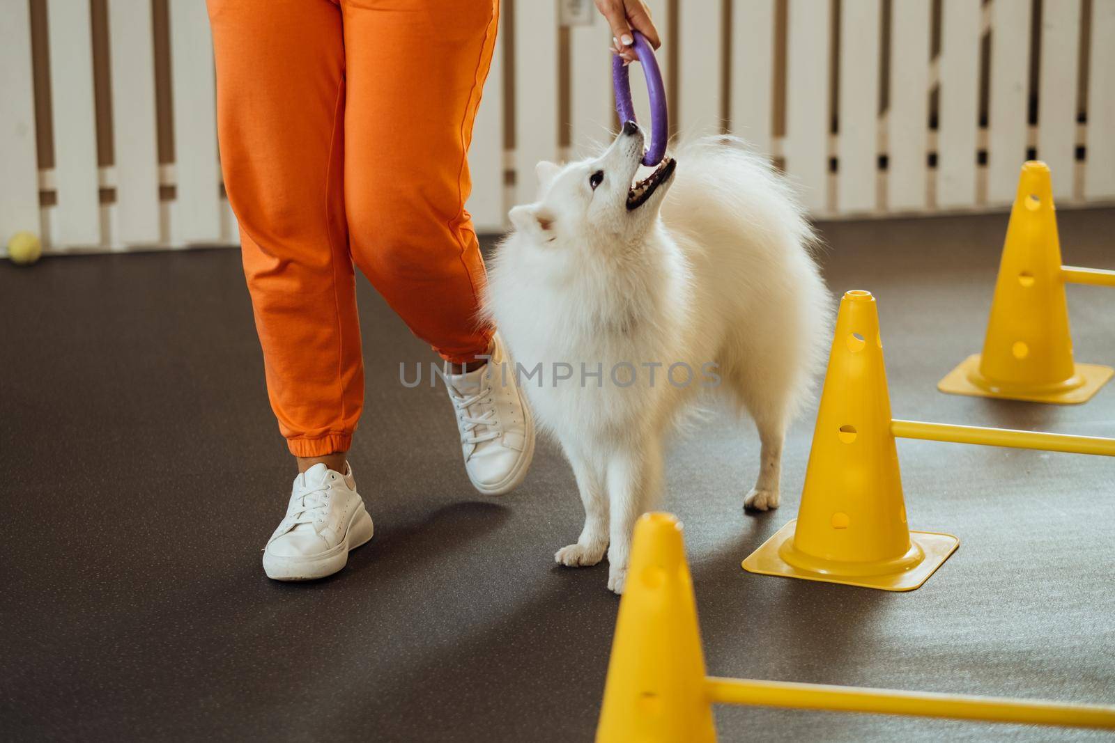 Snow-white dog Japanese Spitz training in pet house with trainer