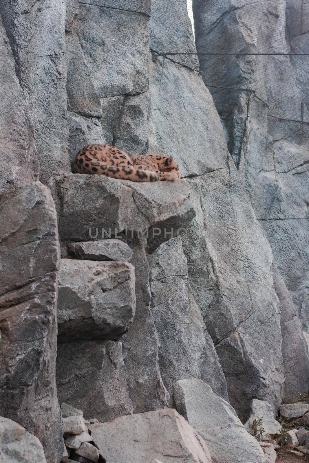 White Jaguar Resting Top of Rock In The Zoo by banate