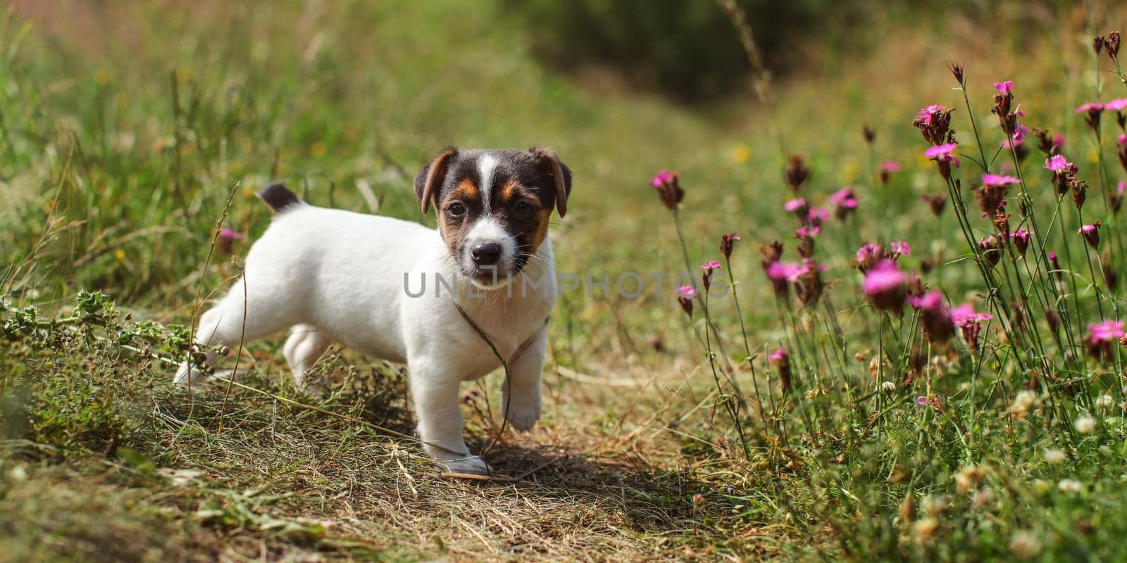 Two months old Jack Russell terrier puppy walking in grass, pink carnation flowers next to her, lit by sun.