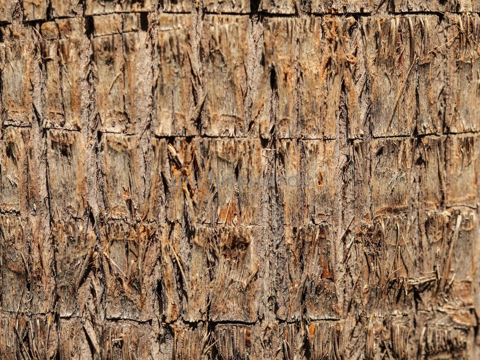 Close up of banana tree bark. Abstract tropical texture.