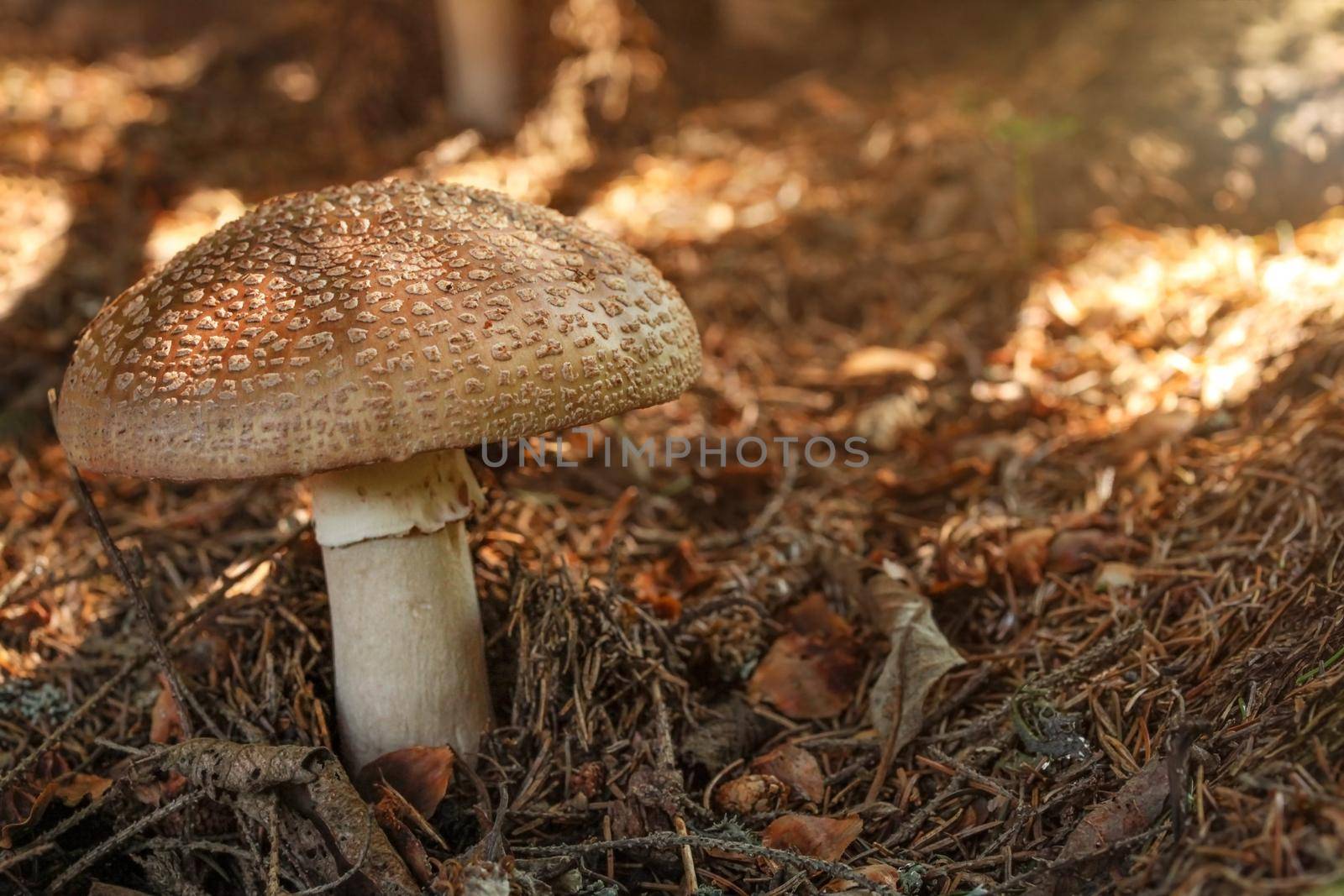 Blusher (Amanita rubescens) in dry moss, sun shining a little, in forest shade.