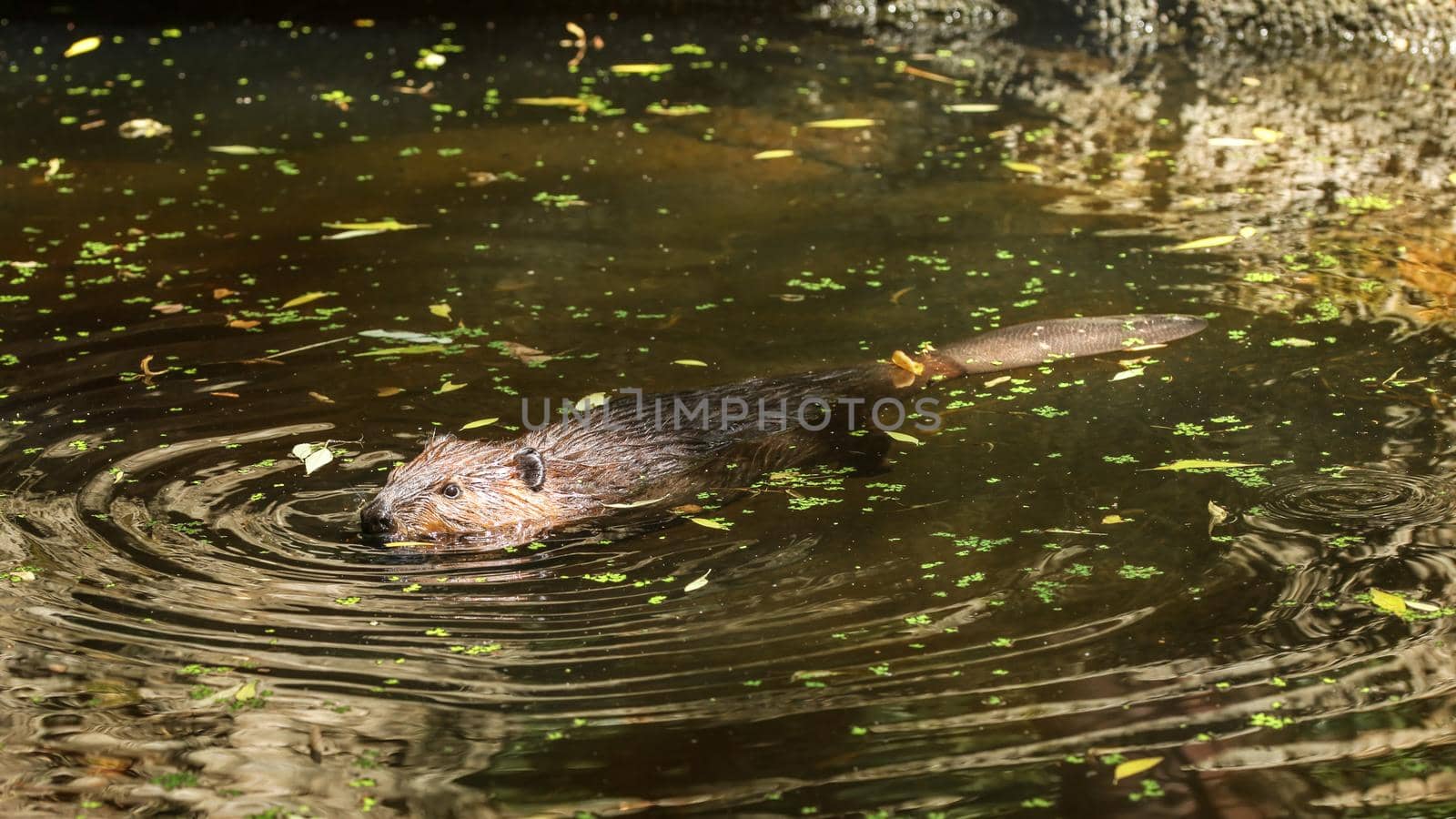Eurasian beaver (Castor fiber) swimming in pond with leaves, only head top of body with wet fur and tail visible.