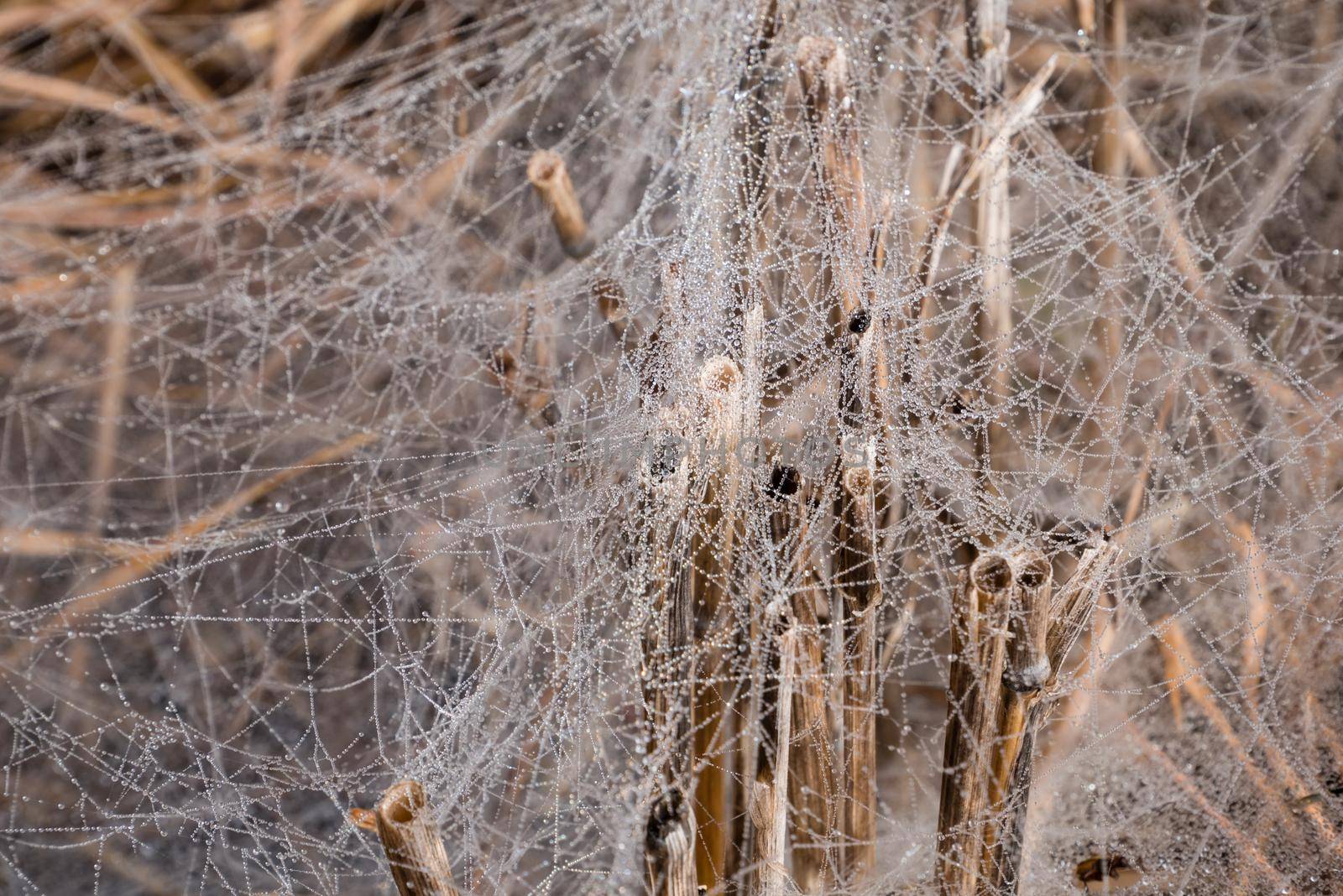 Morning Dew on the spider web. Closeup image, spider web on brown grass 