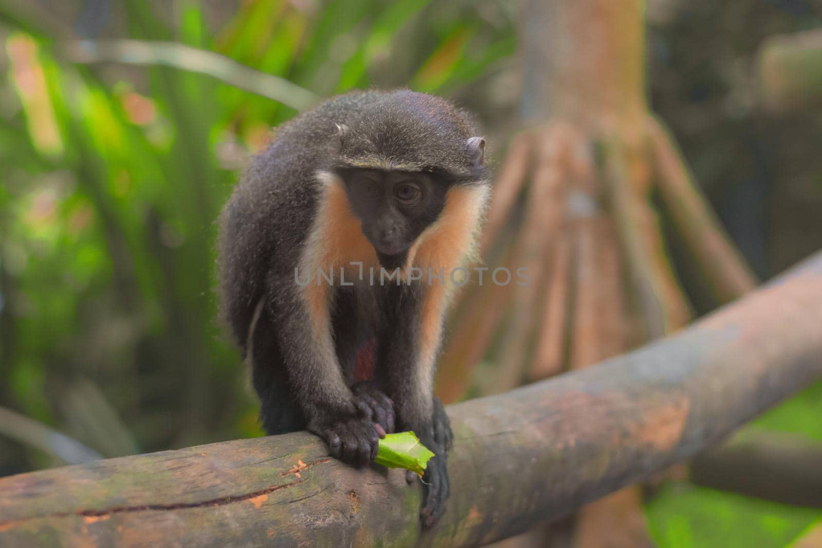 Little Monkey Hold a Leaf On The Tree by banate