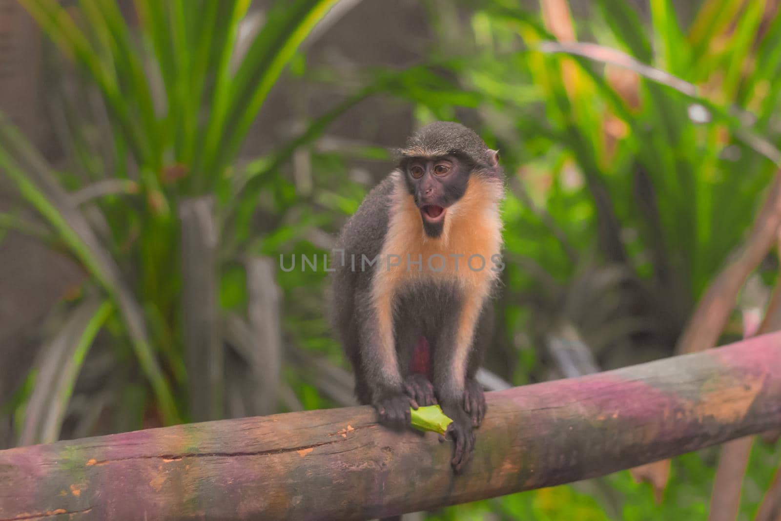 Little Monkey Hold a Leaf On The Tree - Wide Shoot. High quality photo