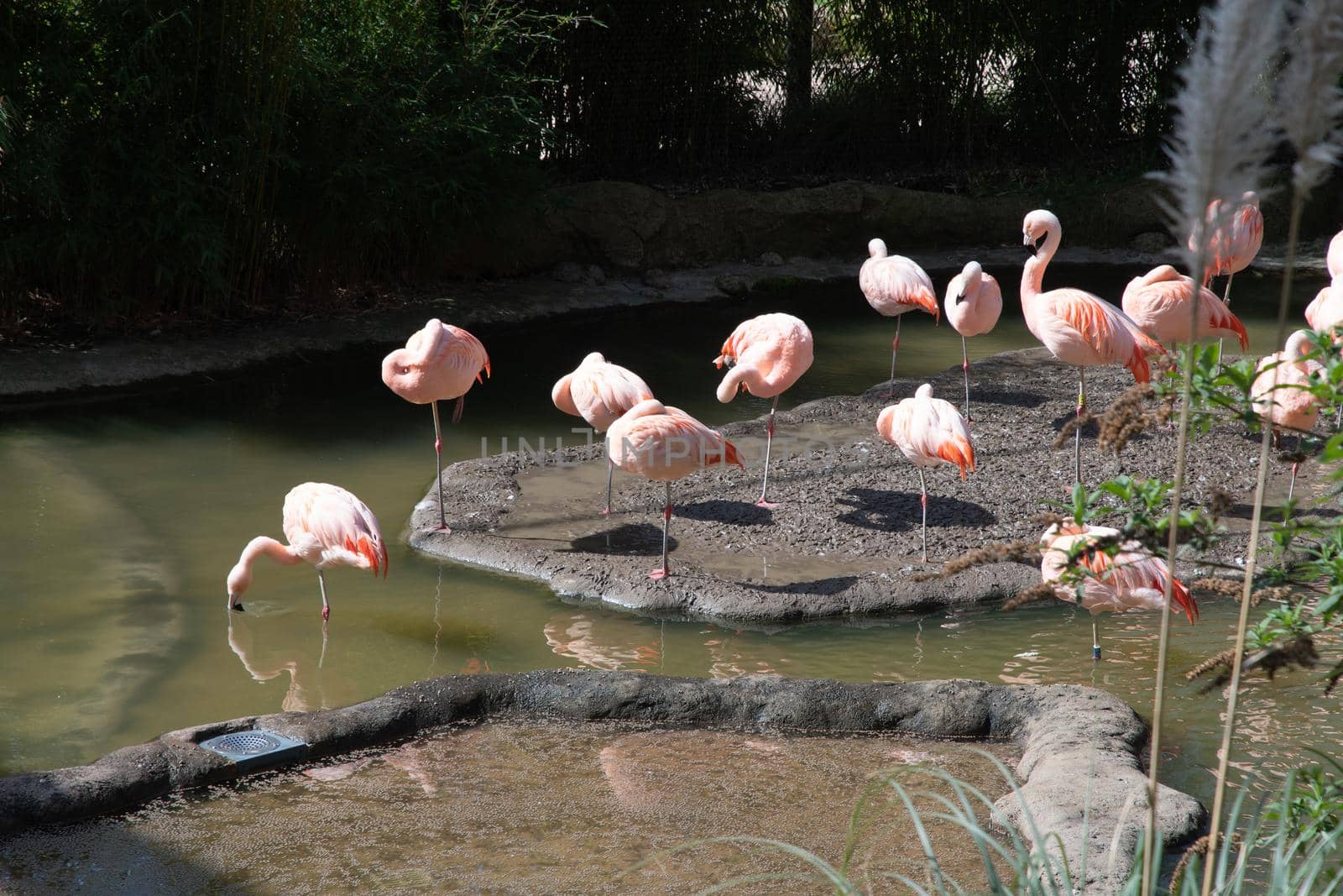 Pink flamingos stand in the water and catch food, beautiful exotic birds ,High quality photo