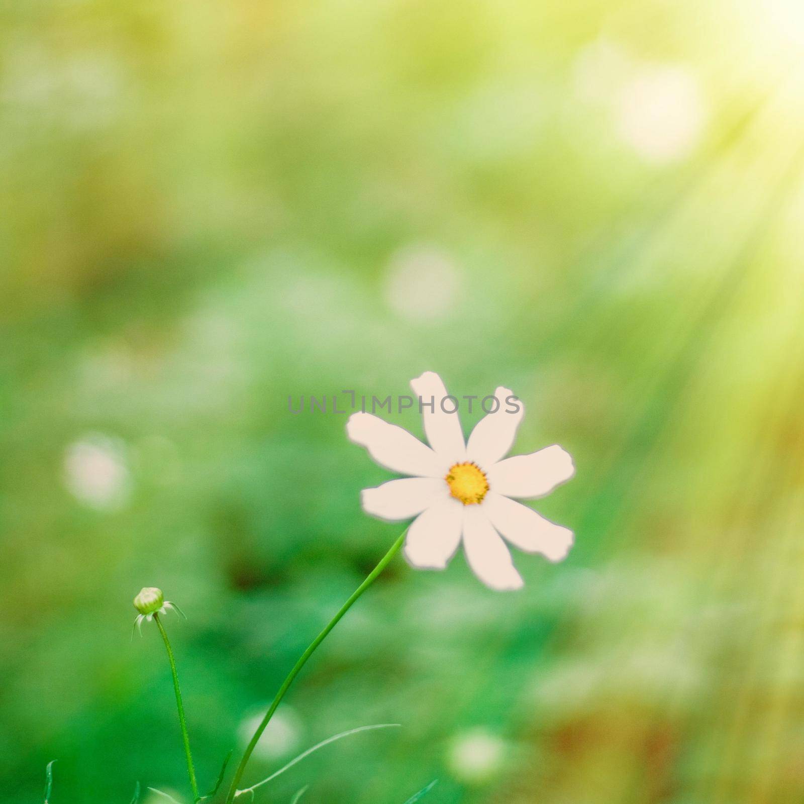 Daisy flowers in sunlight - springtime, beauty in nature and gardening concept. Garden dream in sunny day