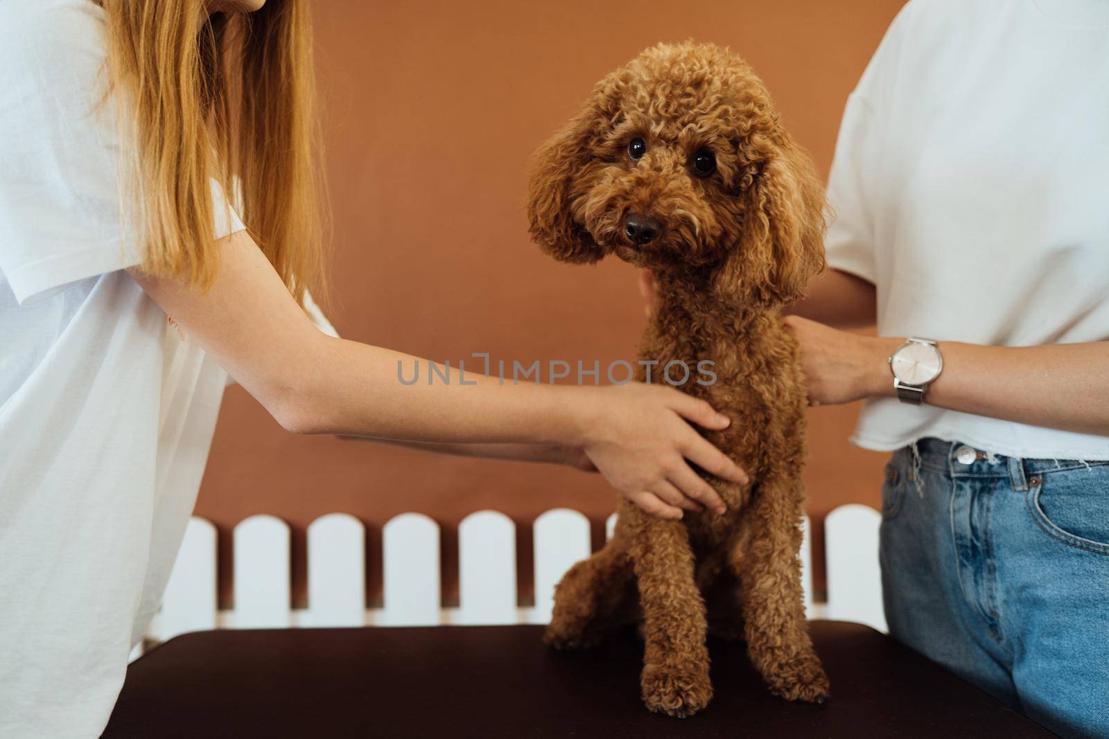 Brown Poodle in pet house with dog trainer