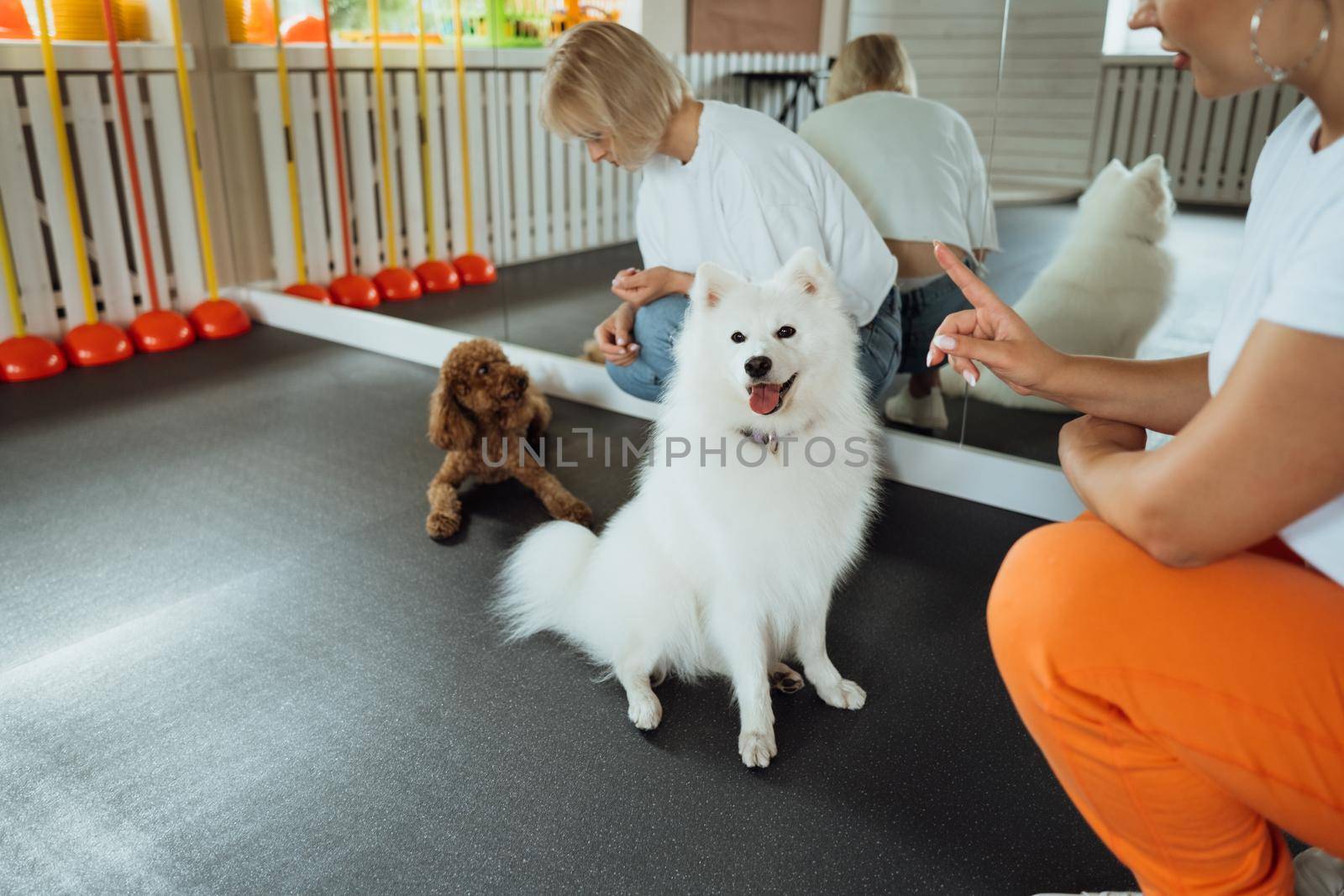 Little brown Poodle and snow-white Japanese Spitz training together in pet house with dog trainer by Romvy