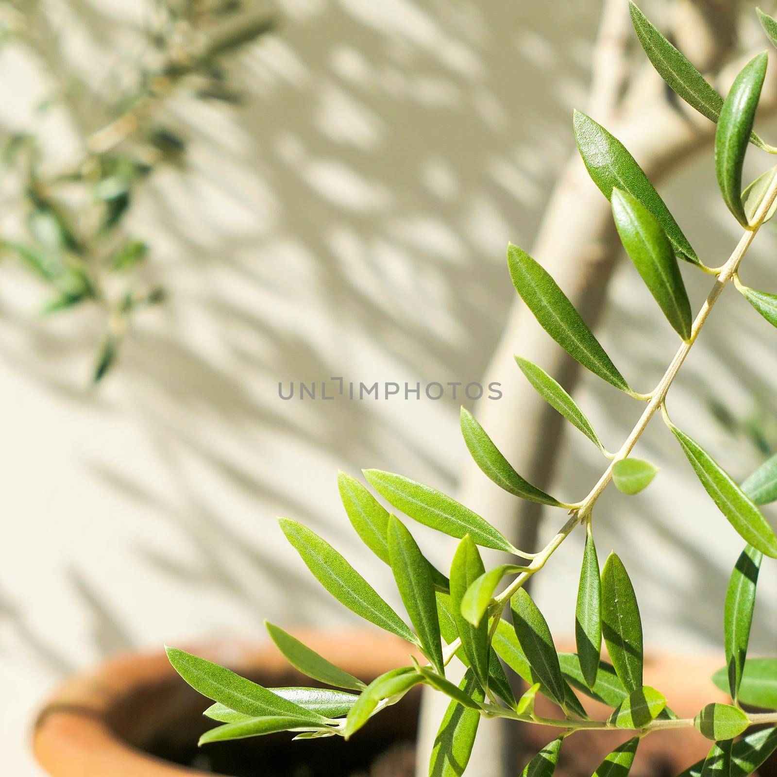 Olive tree and sunshine - gardening, nature background and environmental concept. The beauty of a green garden