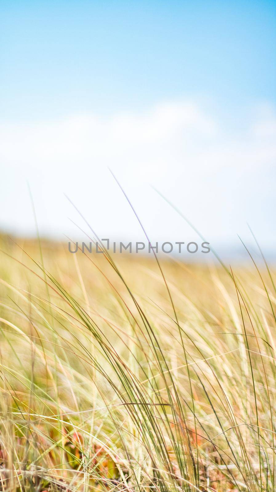 Beauty in nature, balanced lifestyle, environmental concept - Rustic spring field