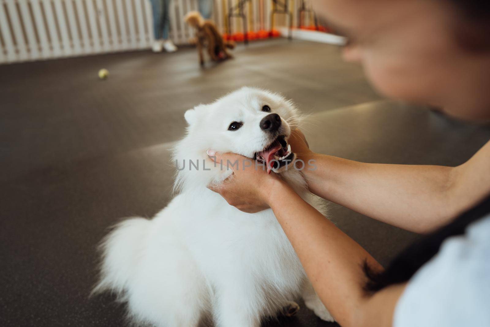 Dog trainer hugging Japanese Spitz, people in pet house with four paws friends