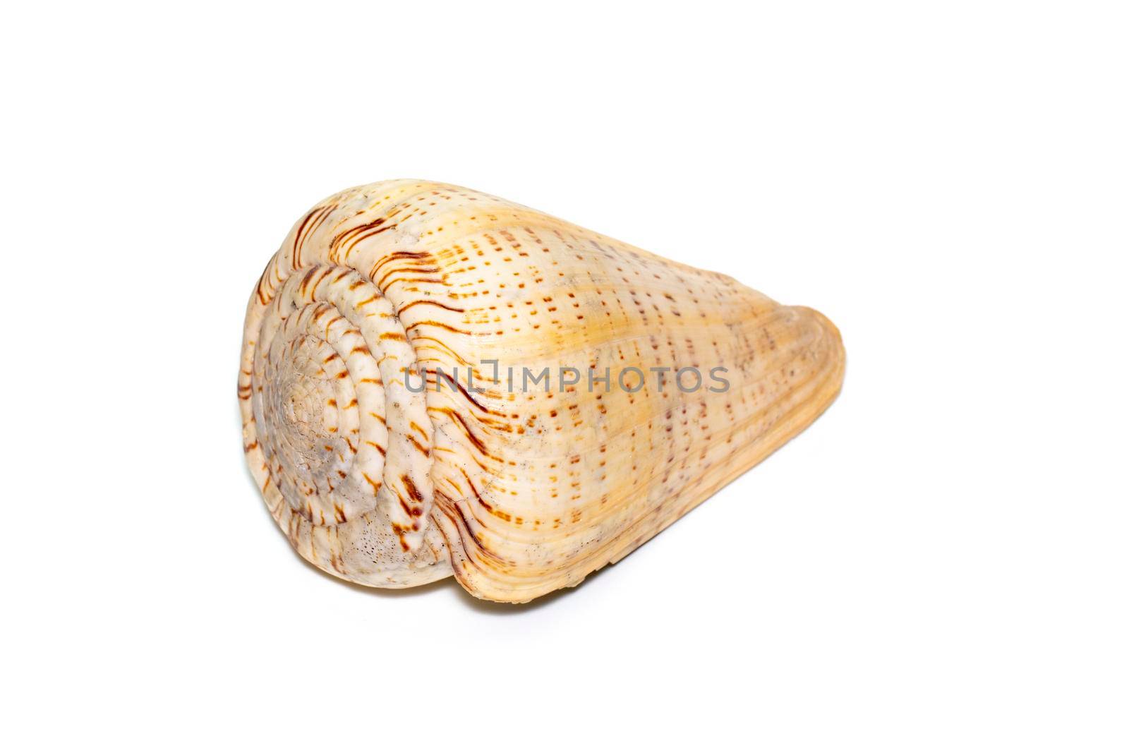 Image of cone shells on a white background. Sea shells. Undersea Animals. by yod67