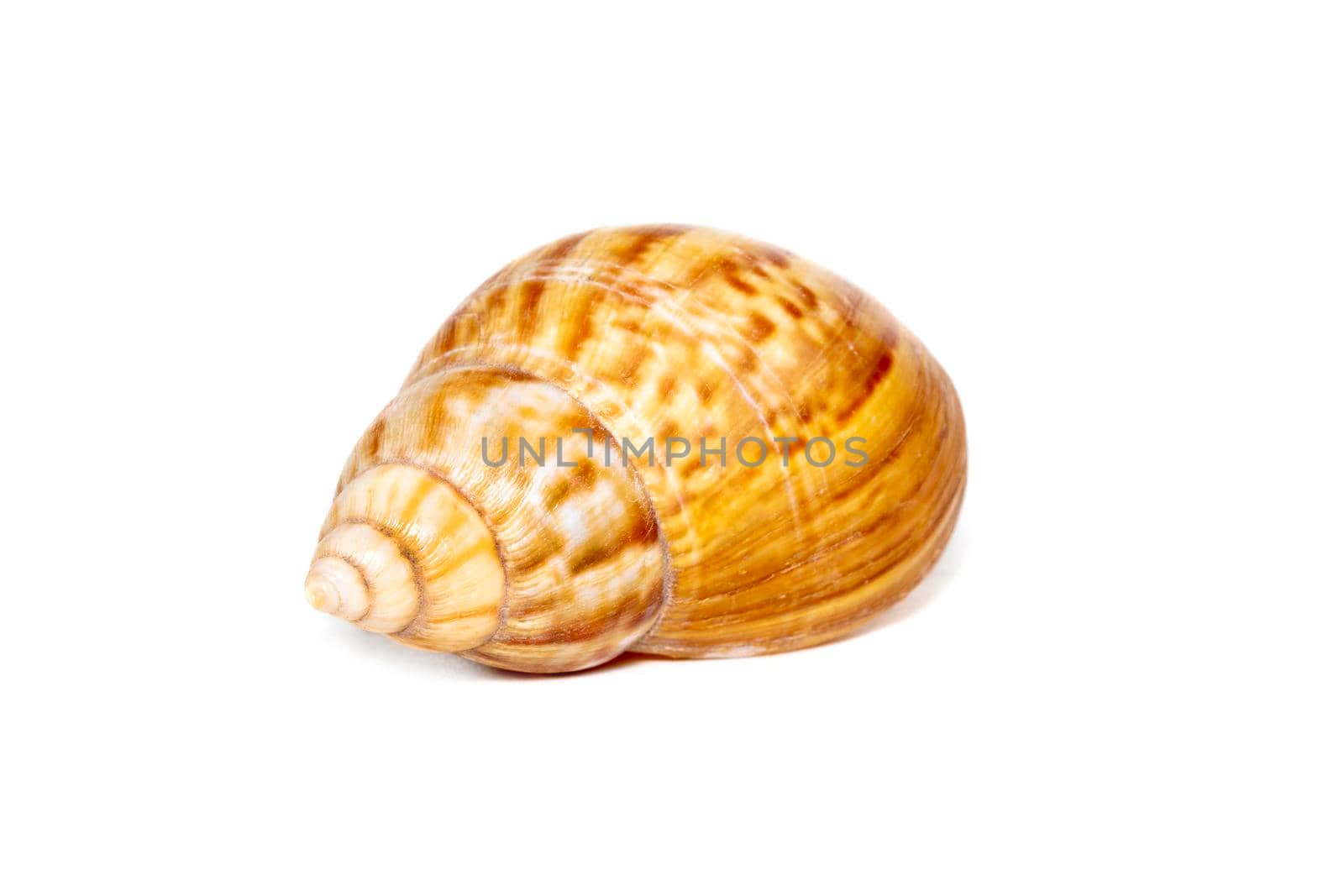 Image of brown pattern conch shell on a white background. Undersea Animals. Sea shells.