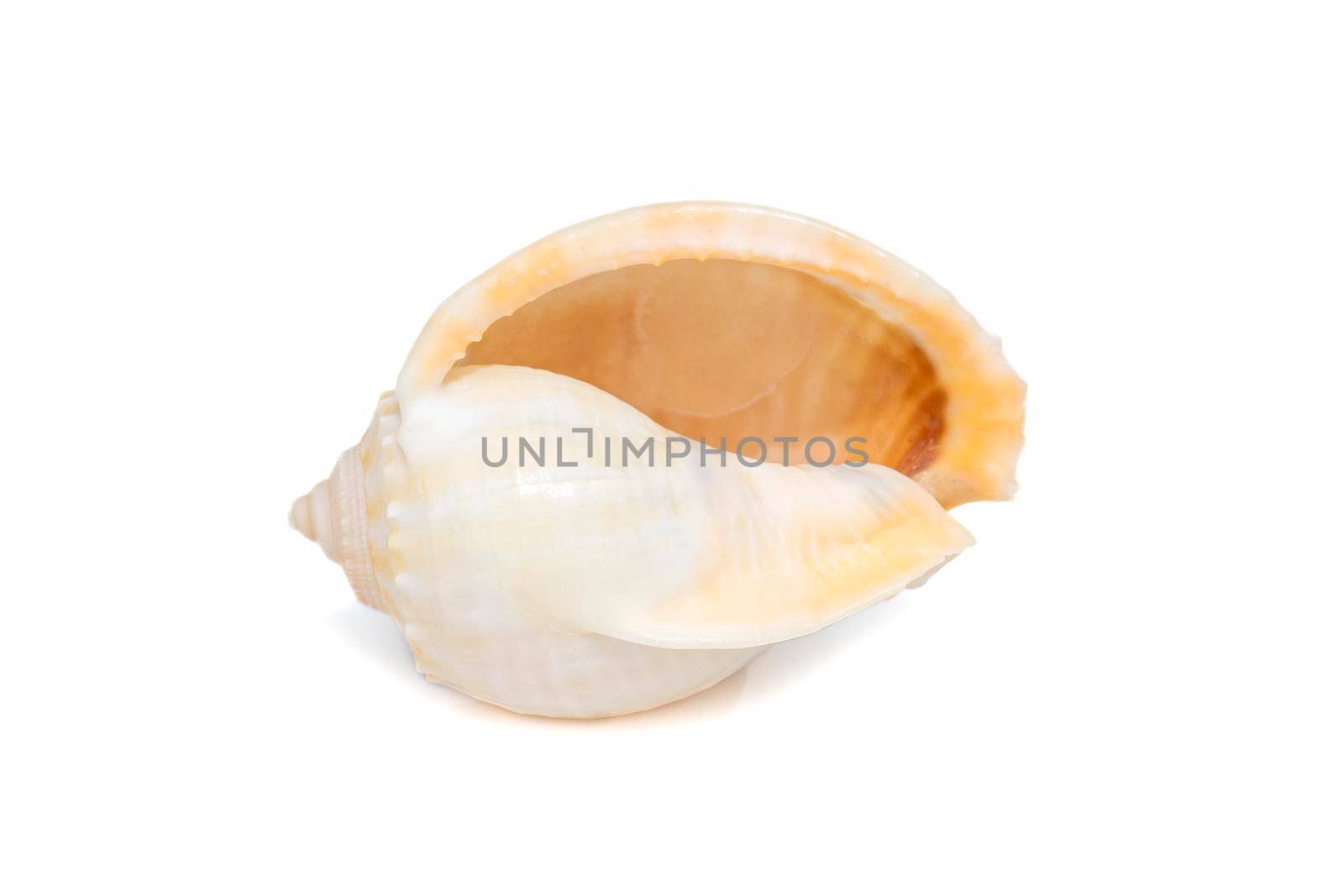Image of grey bonnet (Phalium glaucum) seashells on a white background. Undersea Animals. Sea Shells.