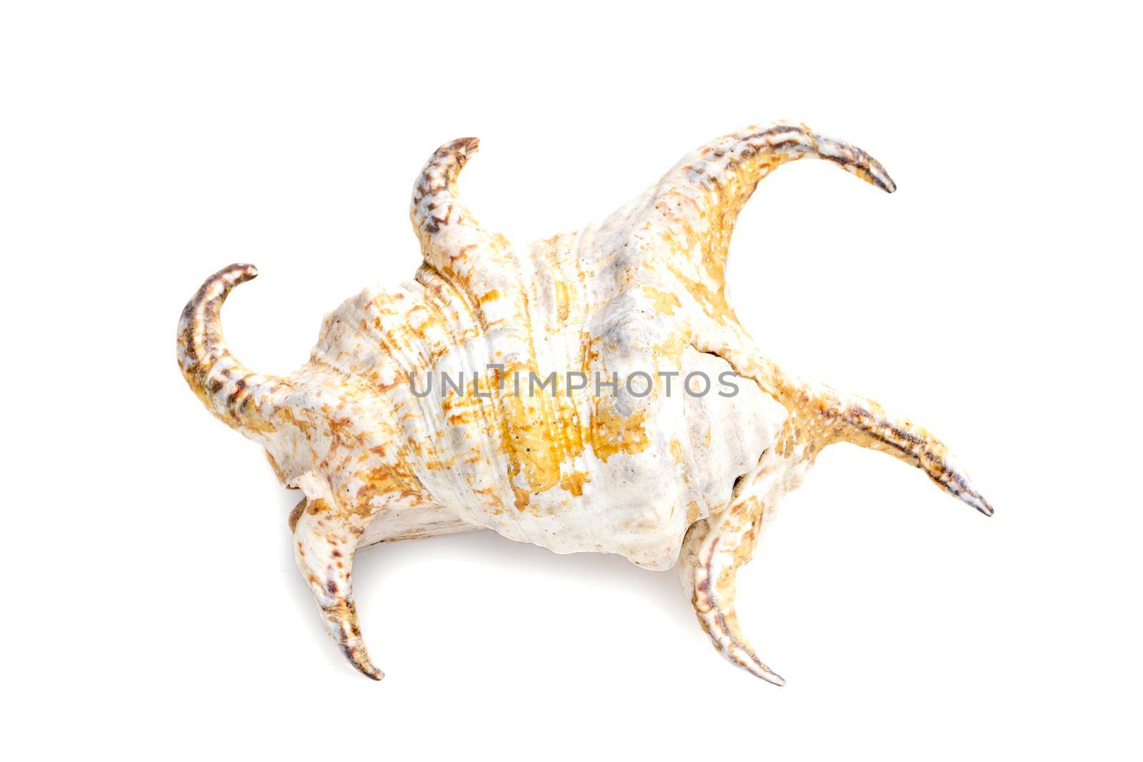 Image of Lambis chiragra, Harpago chiragra on a white background. Undersea Animals. Sea shells. by yod67