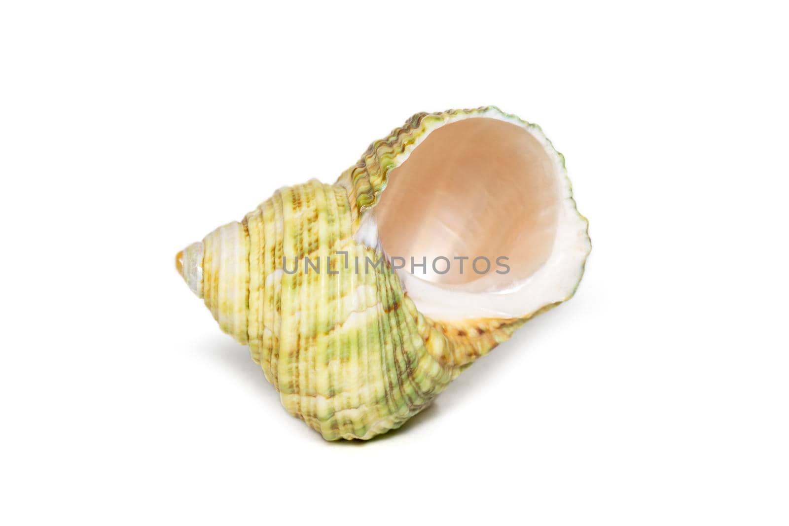 Image of green turbo sea shell on a white background. Undersea Animals. Sea shells. by yod67