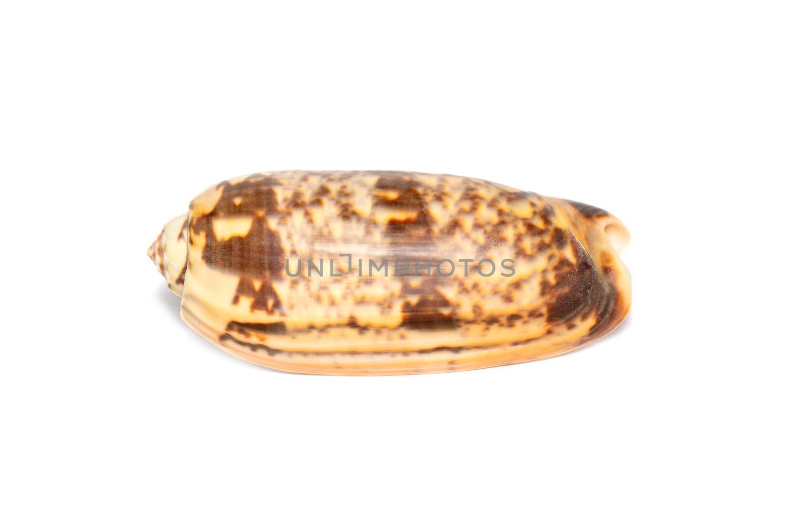 Image of cone snail shells or Cone shell on a white background. Undersea Animals. Sea shells.