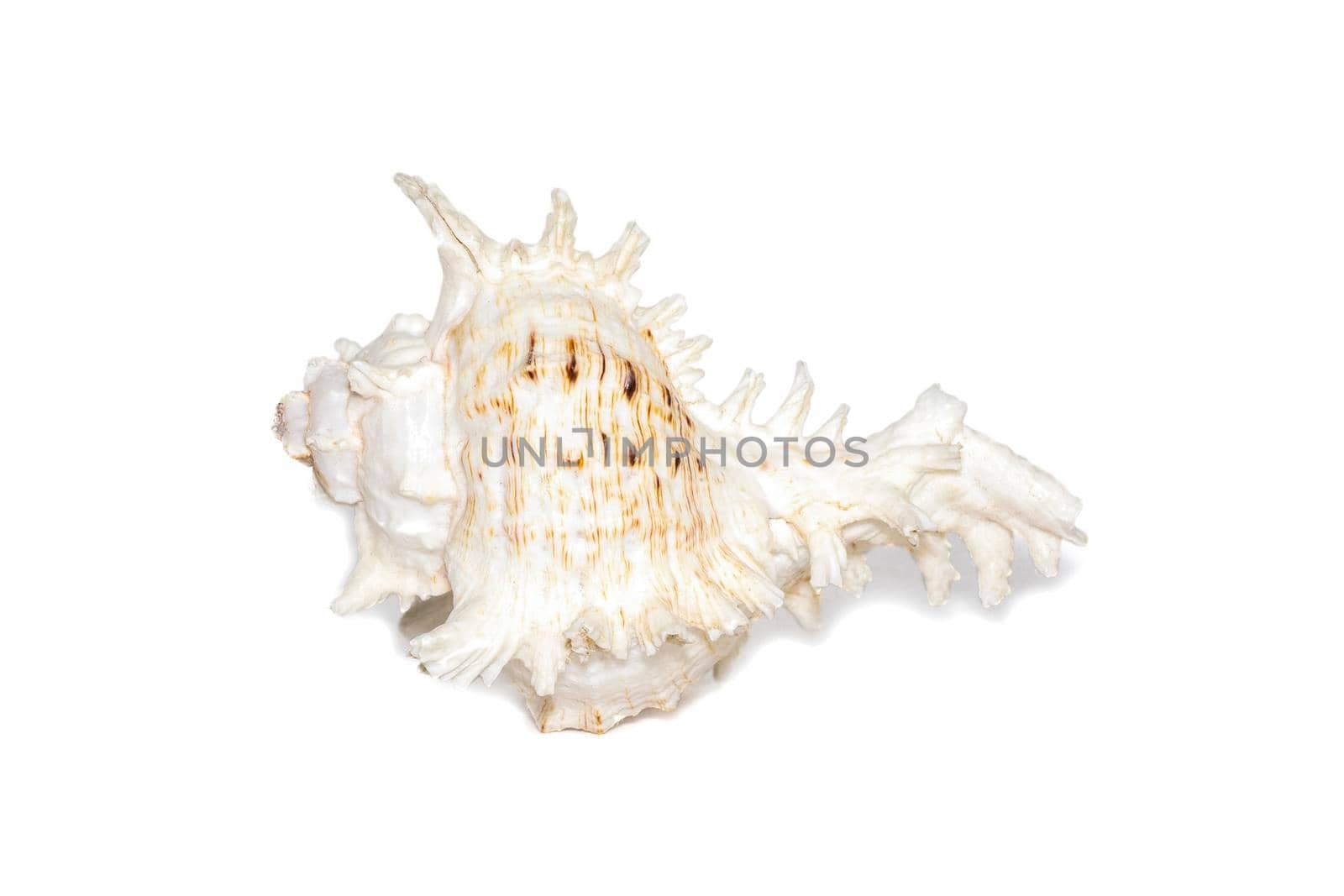 Image of natural large conch shell kirin snail thousands on a white background. Undersea Animals. Sea shells.