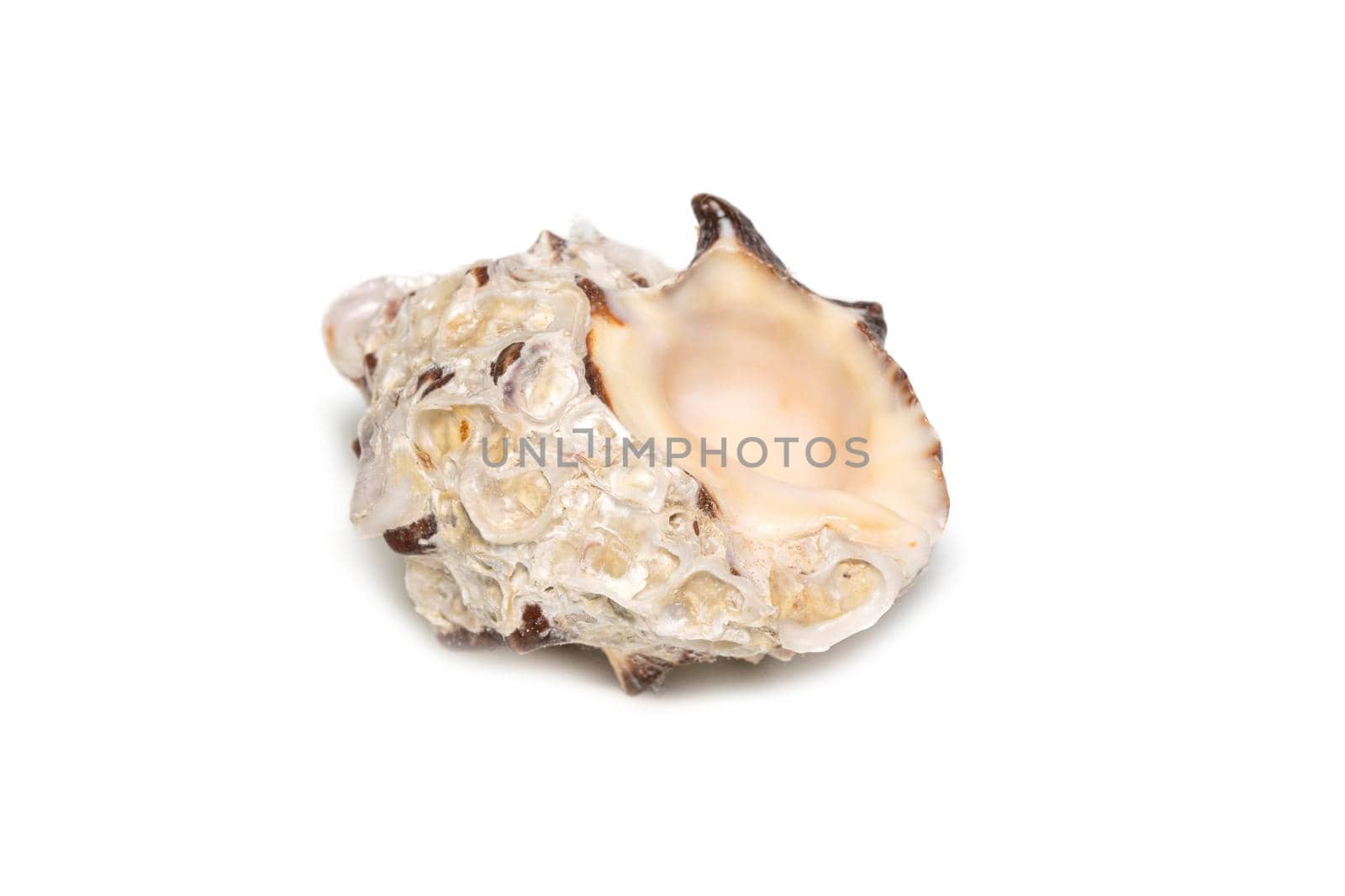 Image of reishia bitubercularis seashells on a white background. Undersea Animals. Sea Shells.