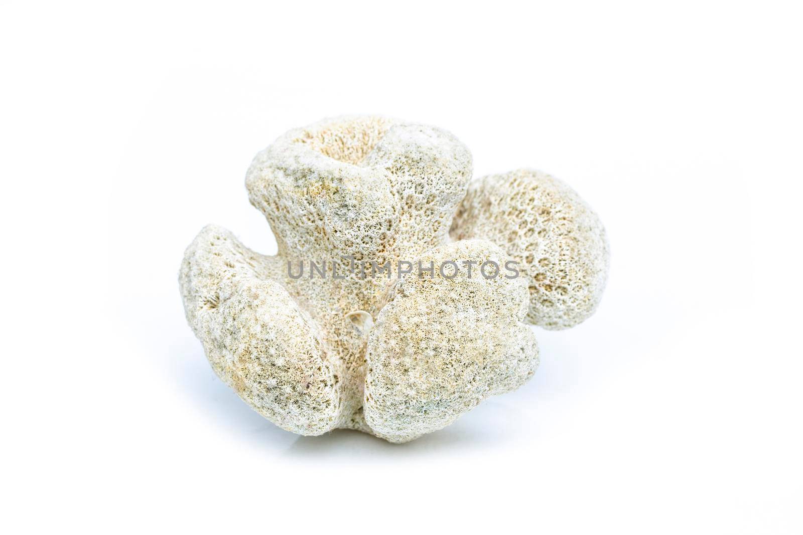Image of coral cubes on a white background. Undersea Animals.