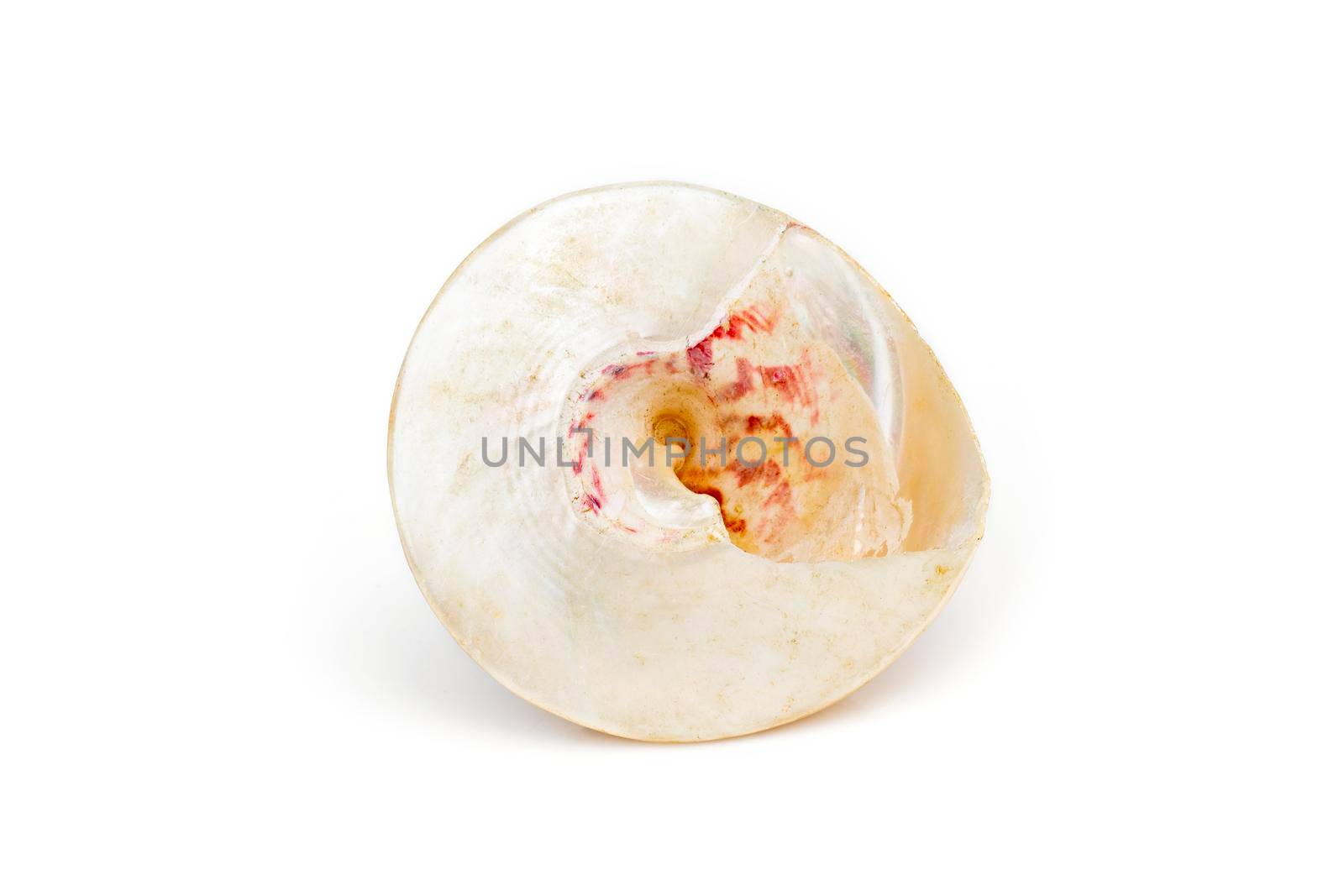 Image of pearl trochus seashells on a white background. Undersea Animals. Sea Shells. by yod67