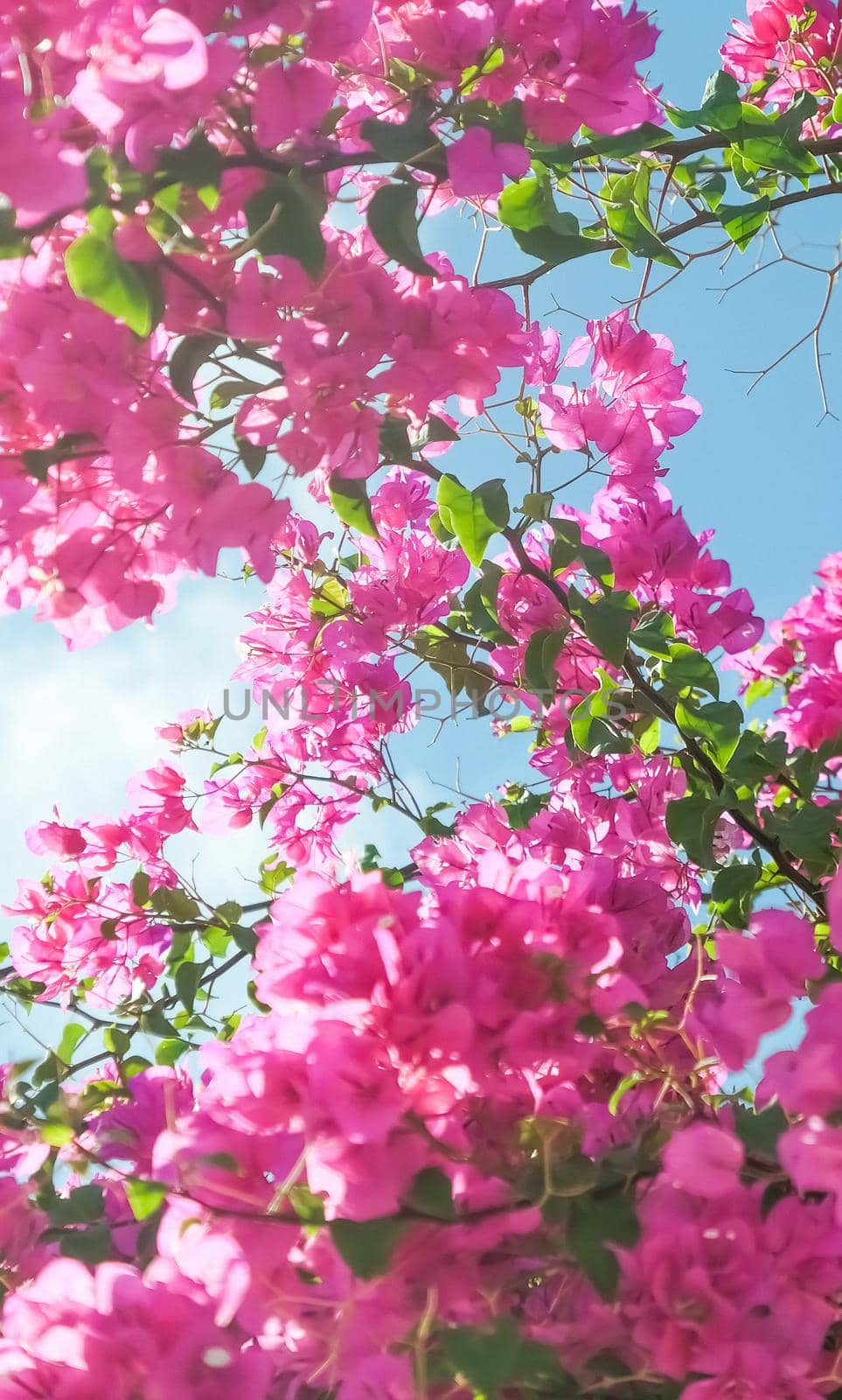 Pink flowers and blue sunny sky - floral background, spring holidays and womens day concept. Living life in bloom