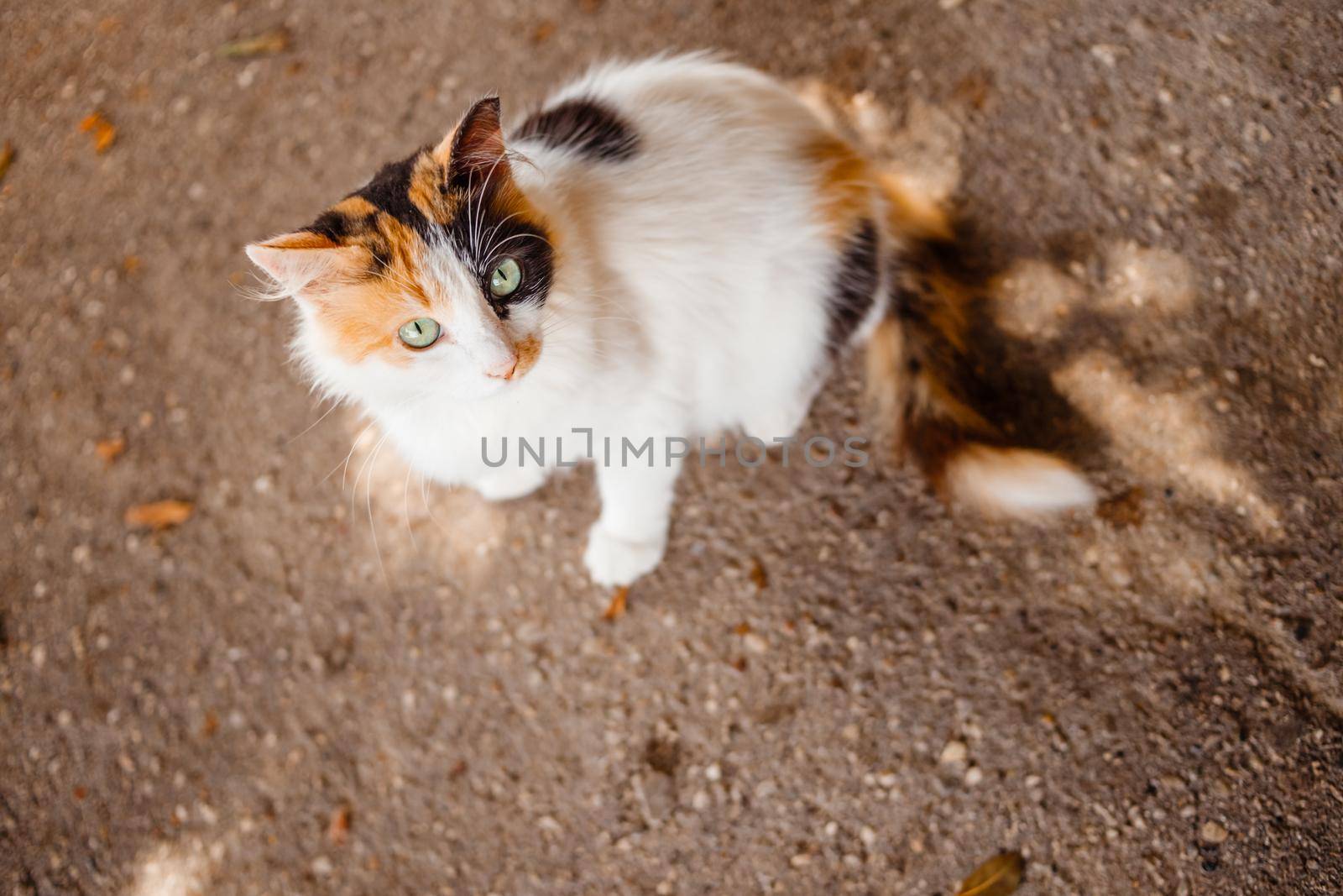 Stray cats are on the street. Animal protection
