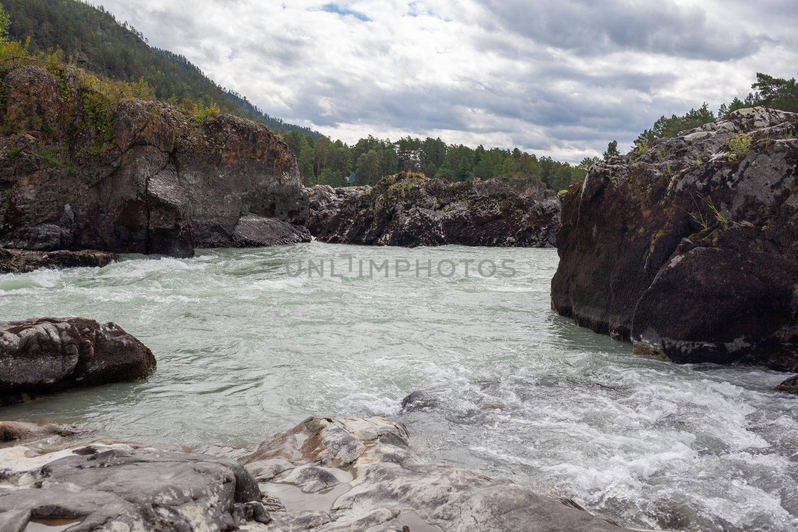 A fast-flowing wide and full-flowing mountain river. Large rocks stick out of the water. Big mountain river Katun, turquoise color, in the Altai Mountains, Altai Republic.