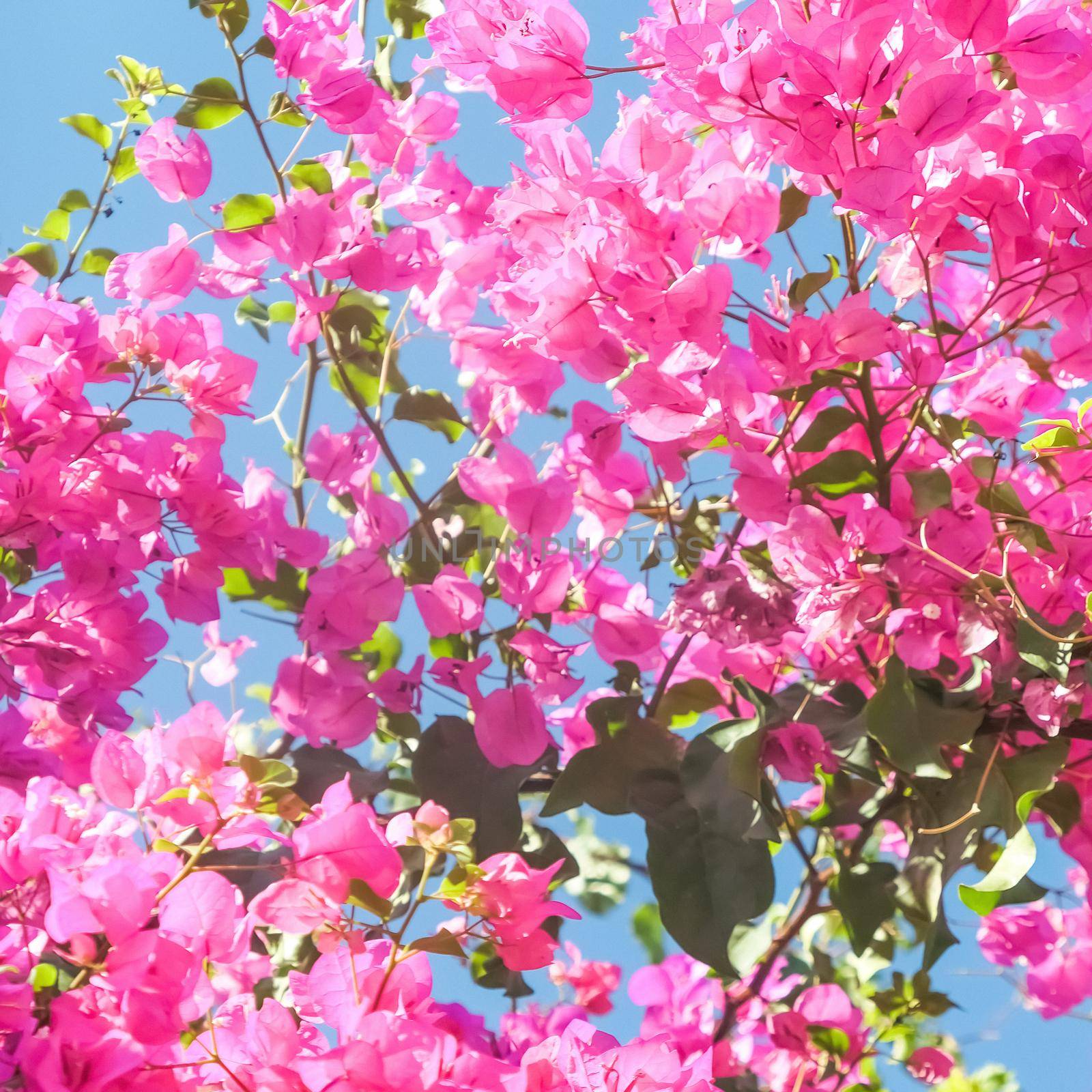 Pink flowers and blue sunny sky - floral background, spring holidays and womens day concept. Living life in bloom