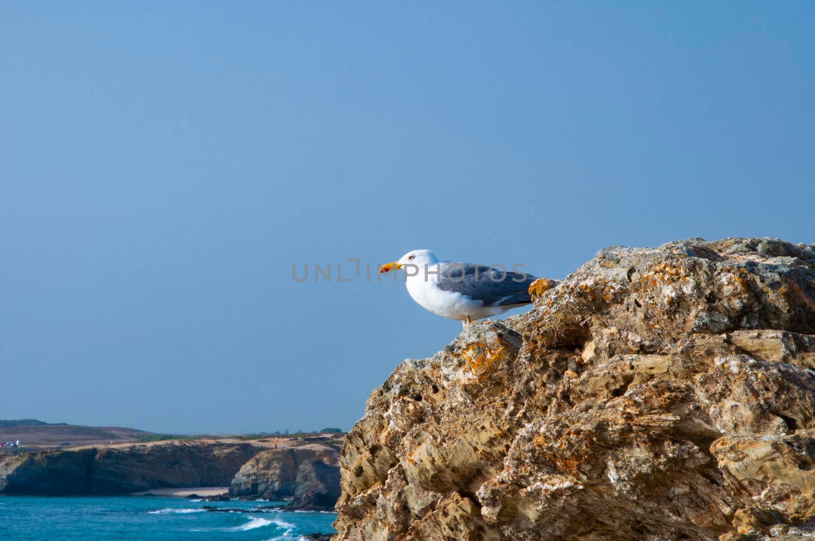 Seagull standing at rocky coast looking at the horizon in Porto Covo , Portugal. Copy space. Ready to fly