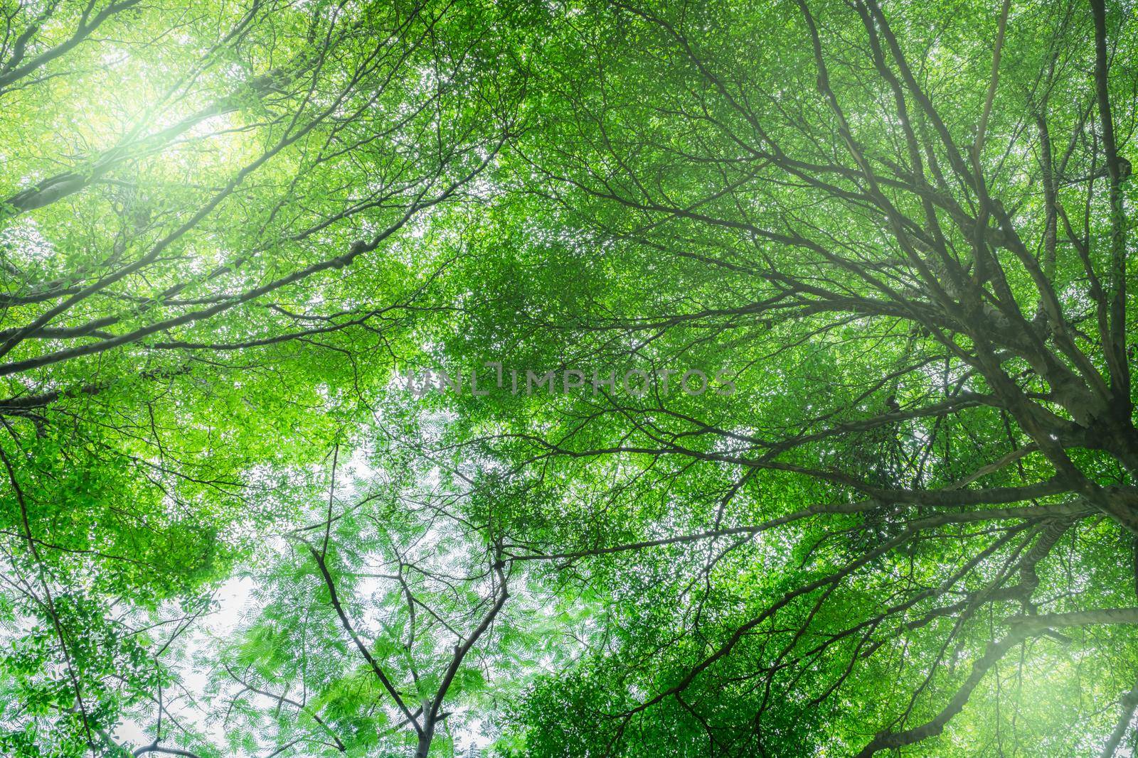 Bottom view of tree with green leaves in tropical forest with sun light. Fresh environment in park. Green tree give oxygen in summer garden. Environmental conservation. Ecology concept. Save the earth by Fahroni