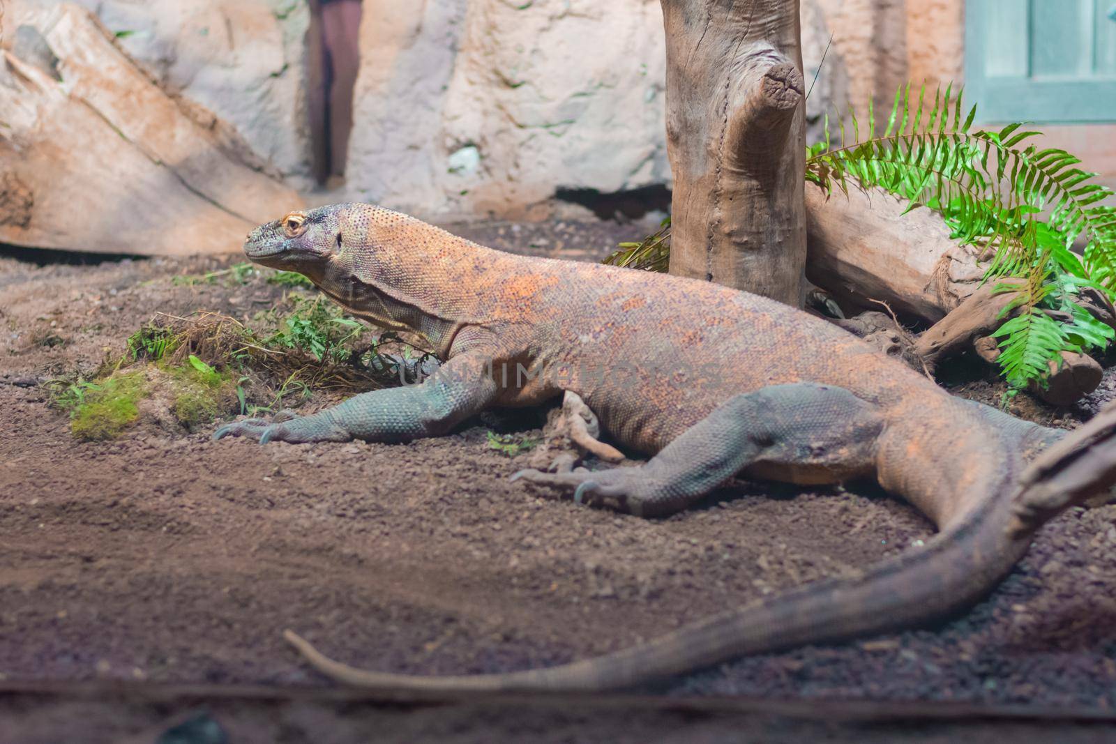 Komodo Dragon Lizard - Komodo monitor In The Zoo by banate