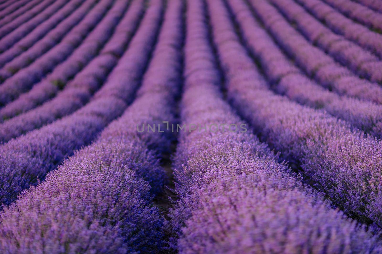 Lavender flower blooms fragrant fields in endless rows.