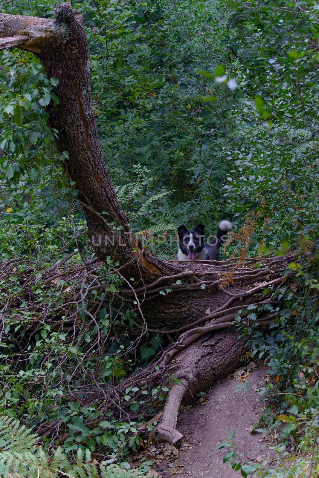 black and white border collie dog on a tree trunk on a hiking trail by joseantona