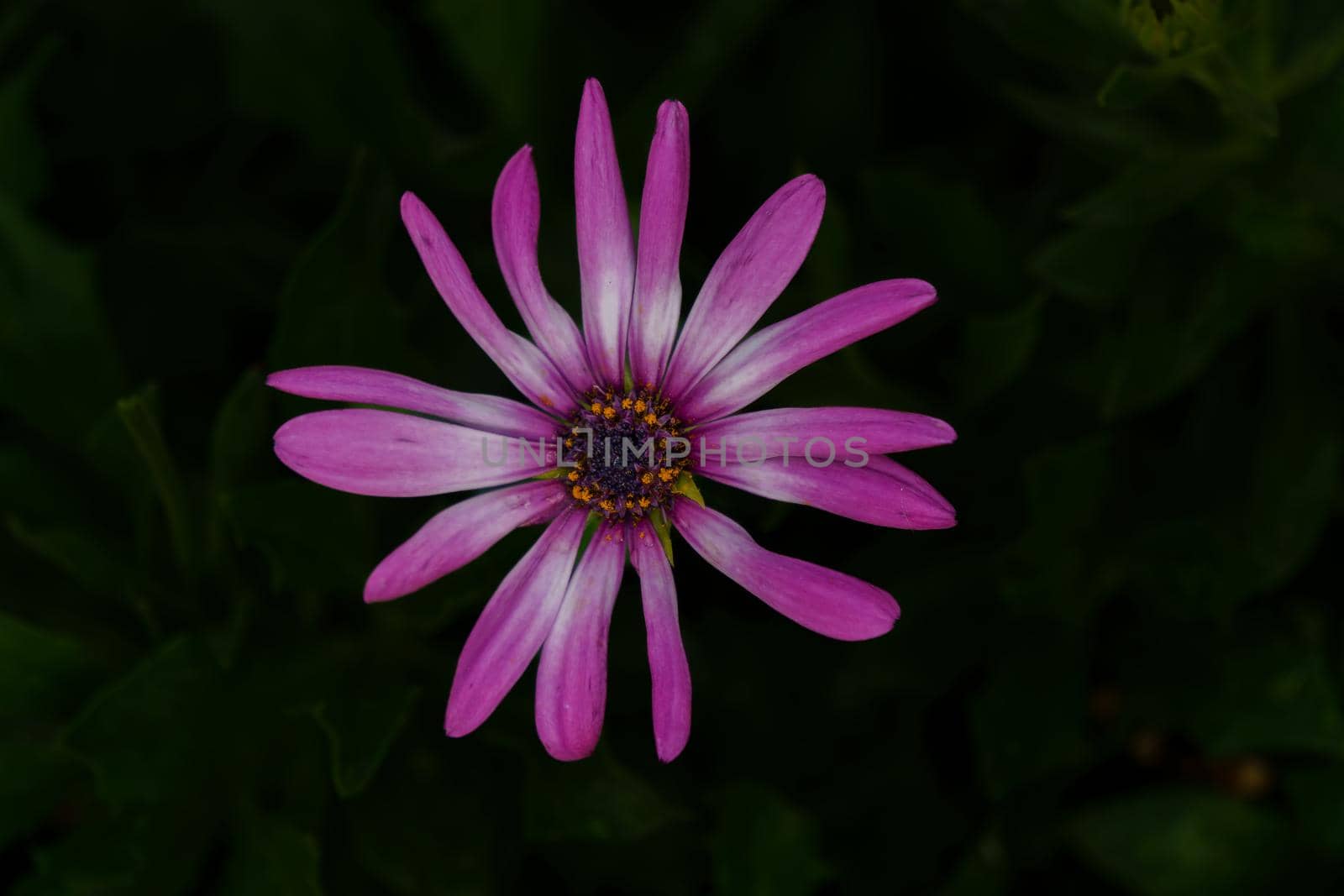close-up of a purple daisy with dark background out of focus