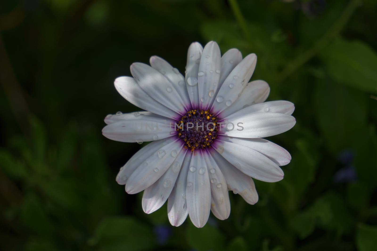 close-up of a white daisy with dewdrops illuminated by the sun with a dark background out of focus.