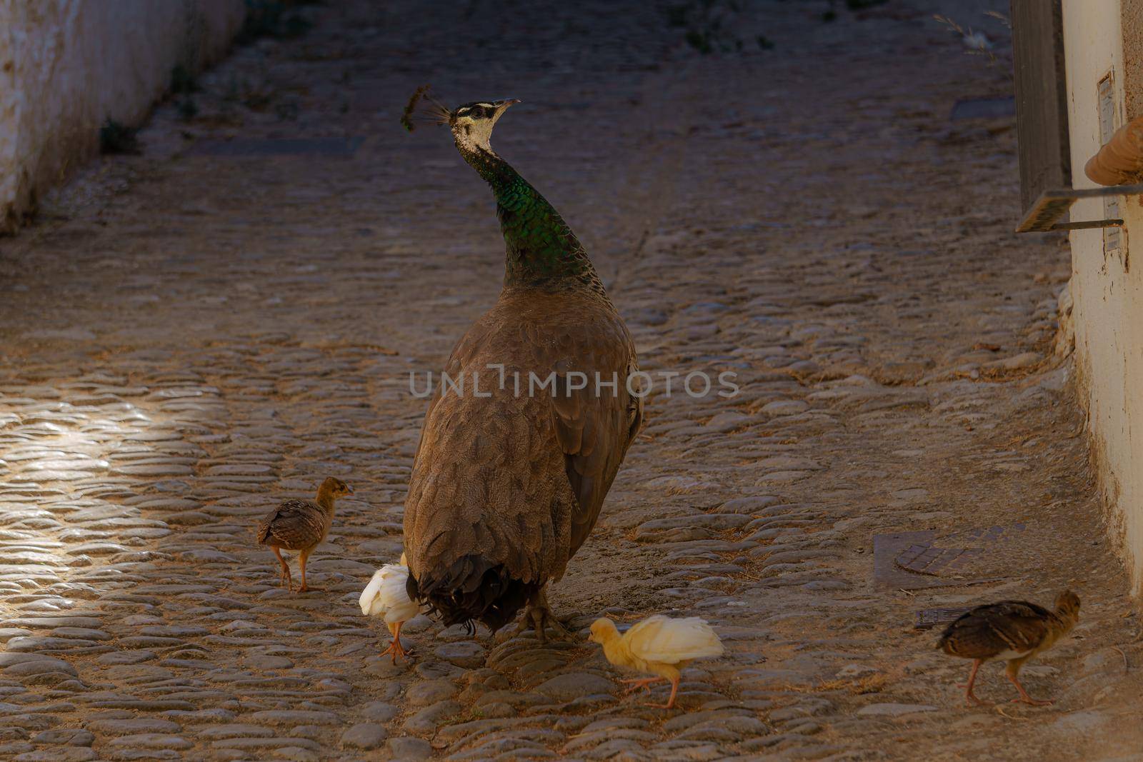 female peacock with her chicks strolling through the streets of a village