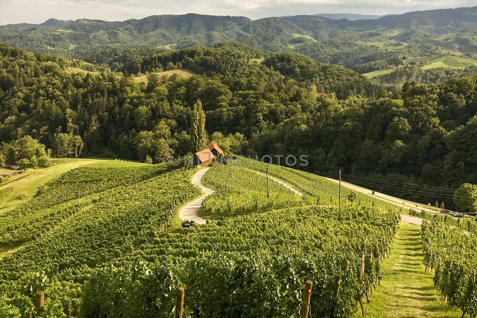 Famous heart shaped road at vineyards Spicnik in Slovenia. Rows vineyards near Maribor, close to the Austrian. Scenic grape landscape and green hills. by kasto